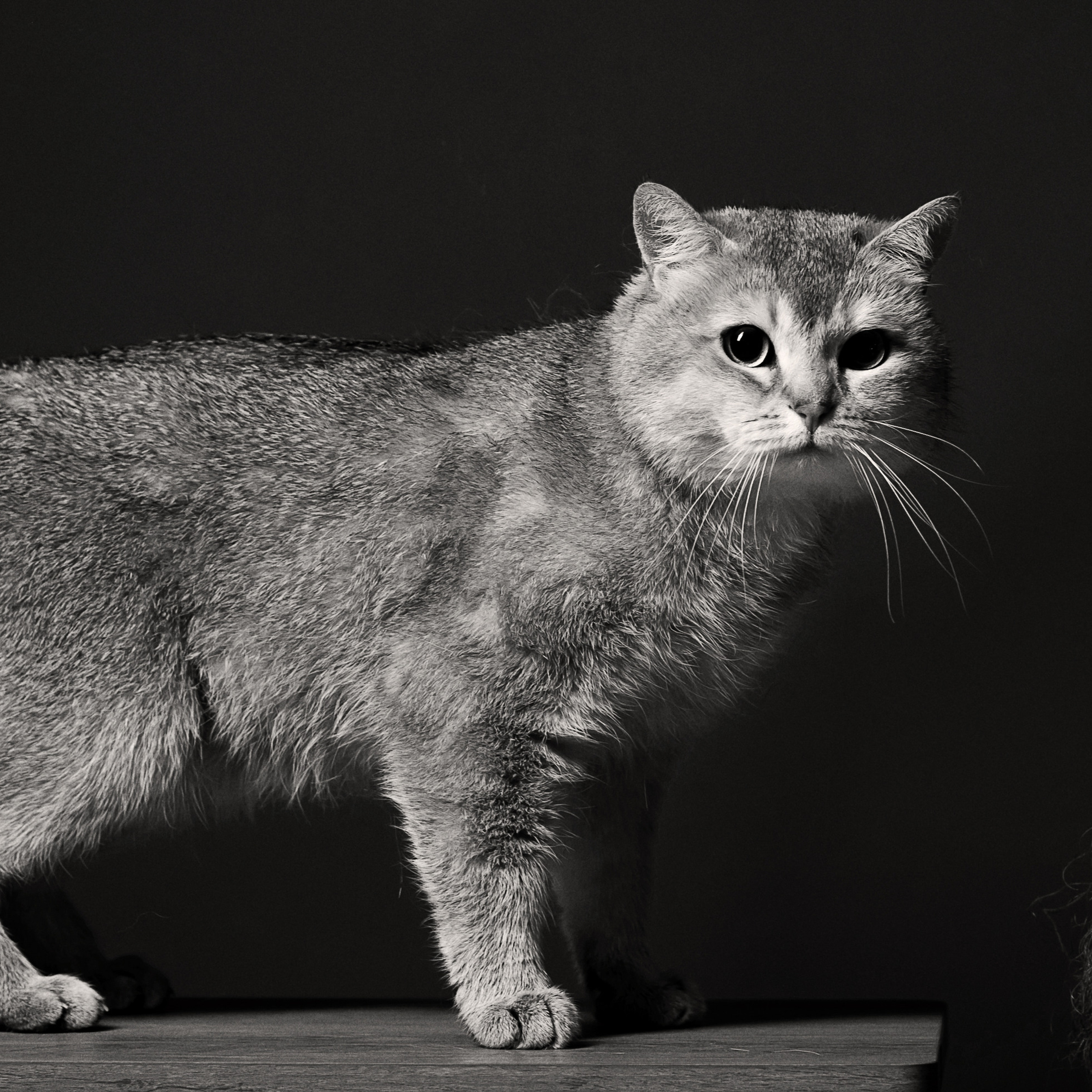 Алексей и Кристина. Фотографы в Орле Шестопаловы Юлия и Юрий