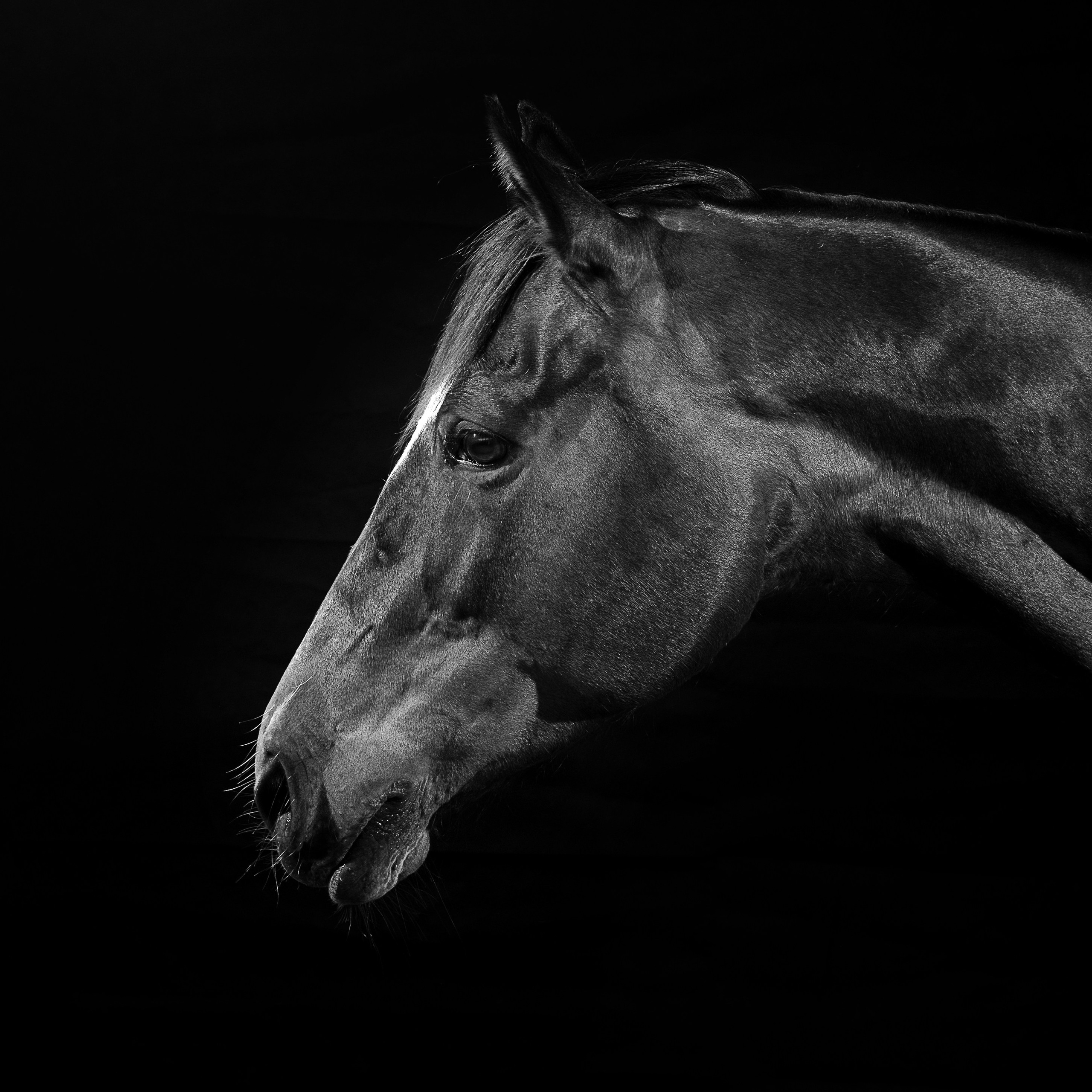 Фотосессия с конем. Фотографы в Орле Шестопаловы Юлия и Юрий