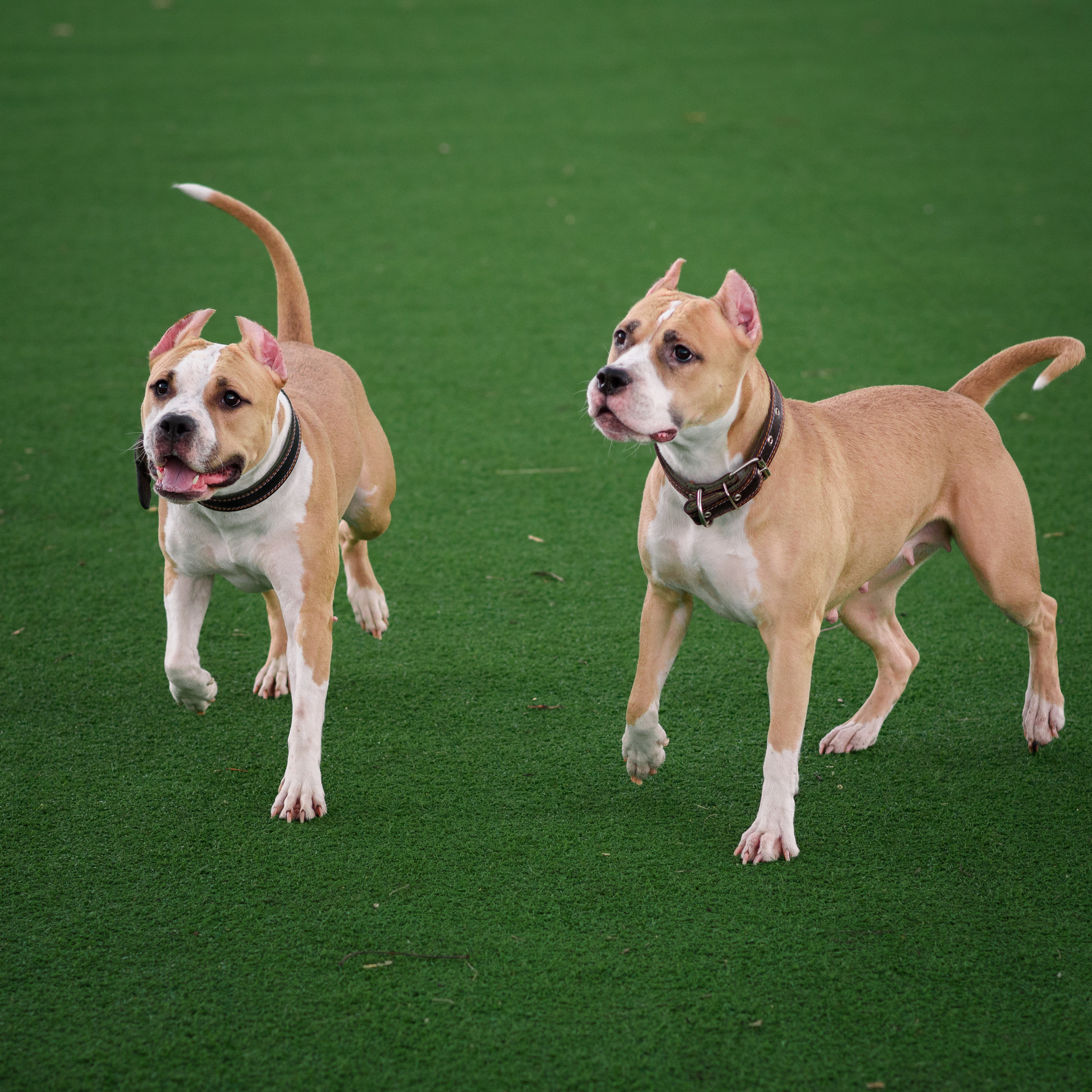 Елена, дети и собаки))). Фотографы в Орле Шестопаловы Юлия и Юрий