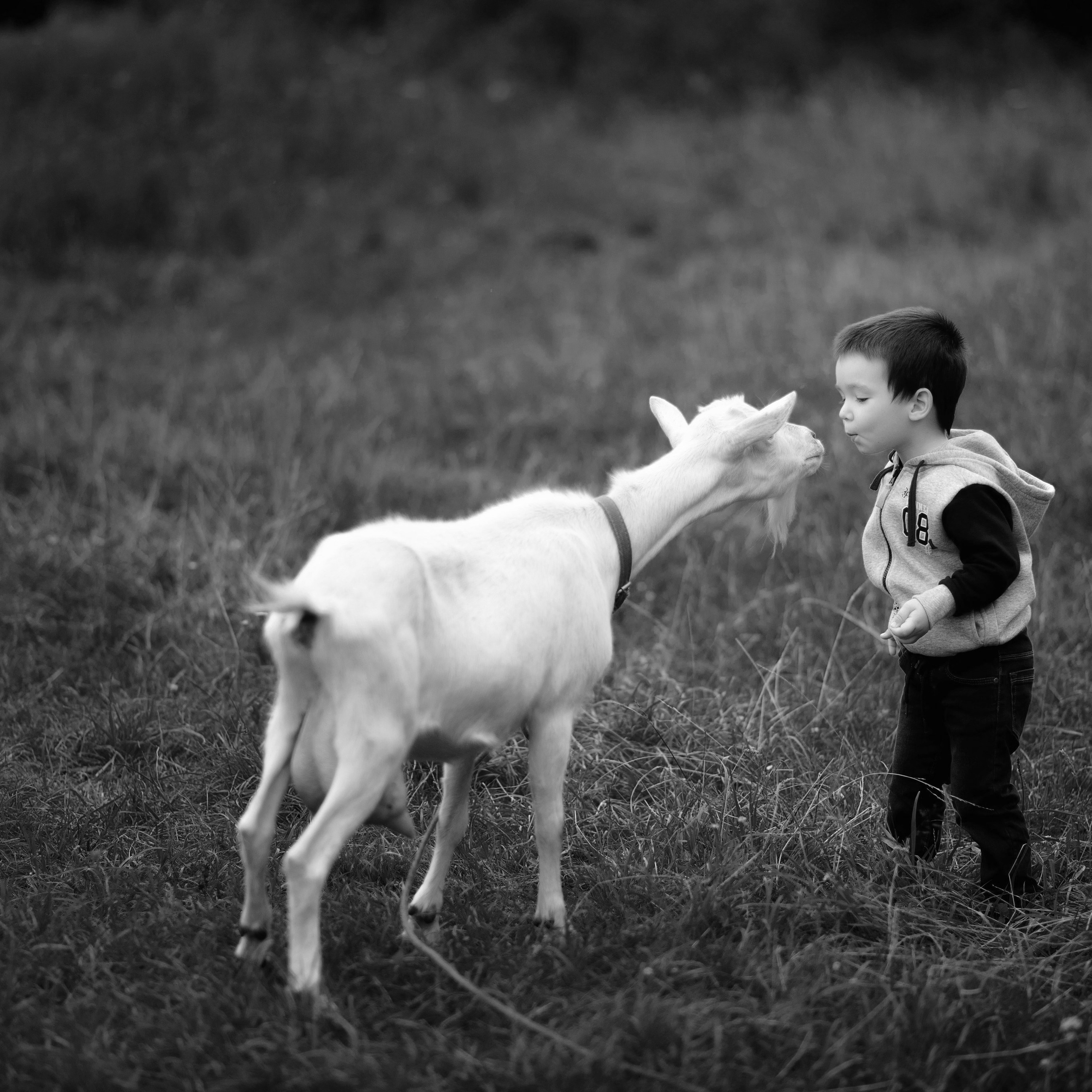 Животные / Animals. Профессиональный портретный фотограф в Орле Шестопалова Юлия