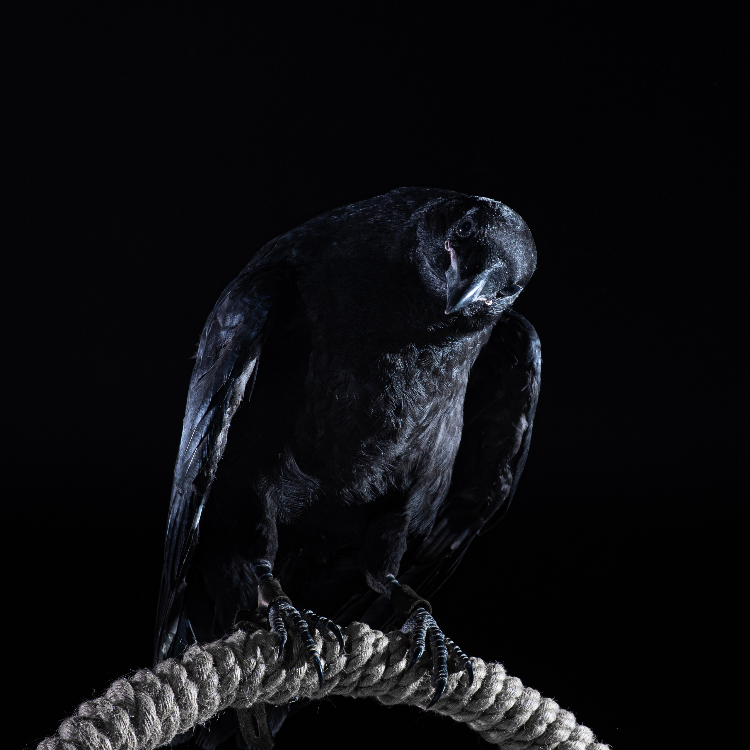 Ворон Гена. Фотографы в Орле Шестопаловы Юлия и Юрий