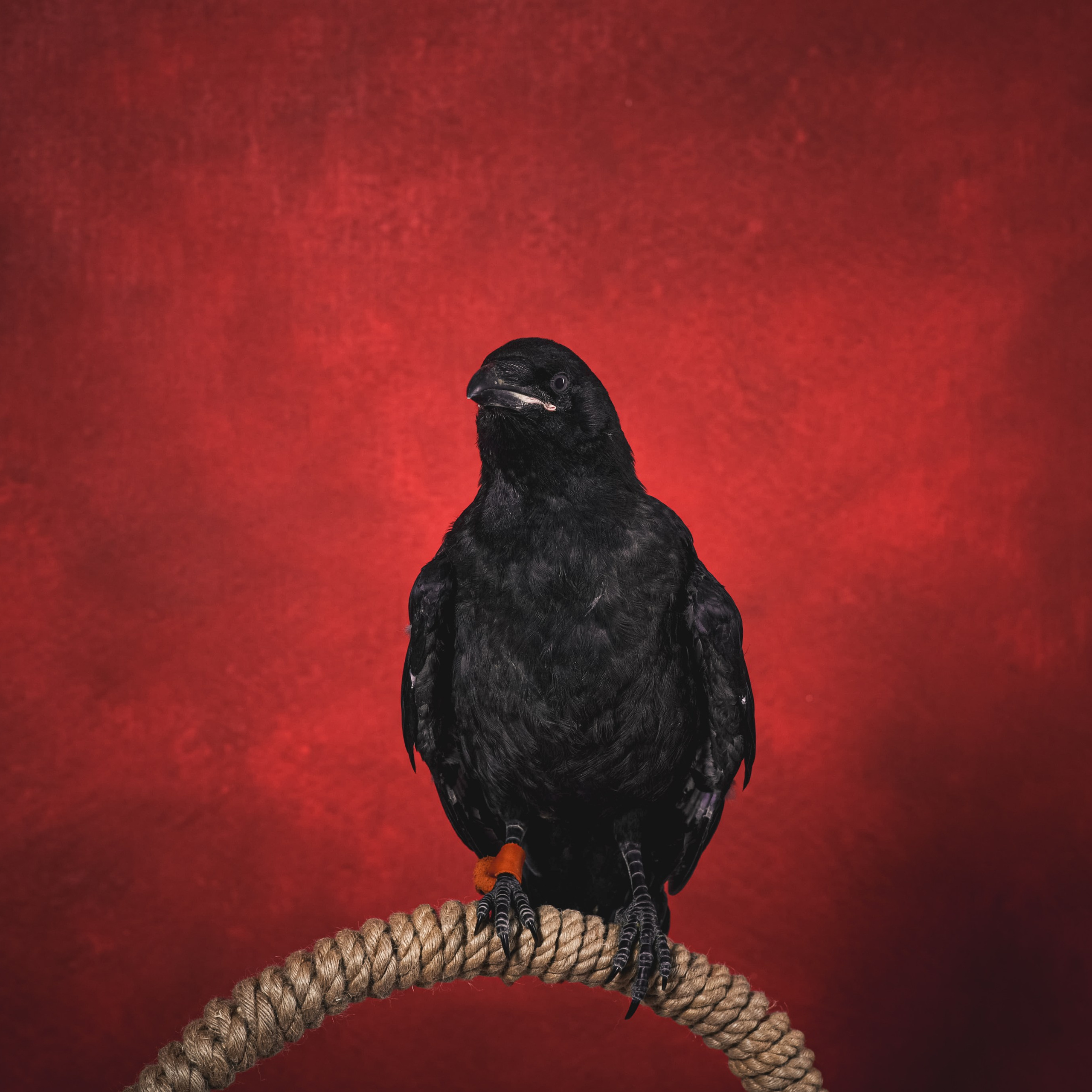 Ворон Гена. Фотографы в Орле Шестопаловы Юлия и Юрий