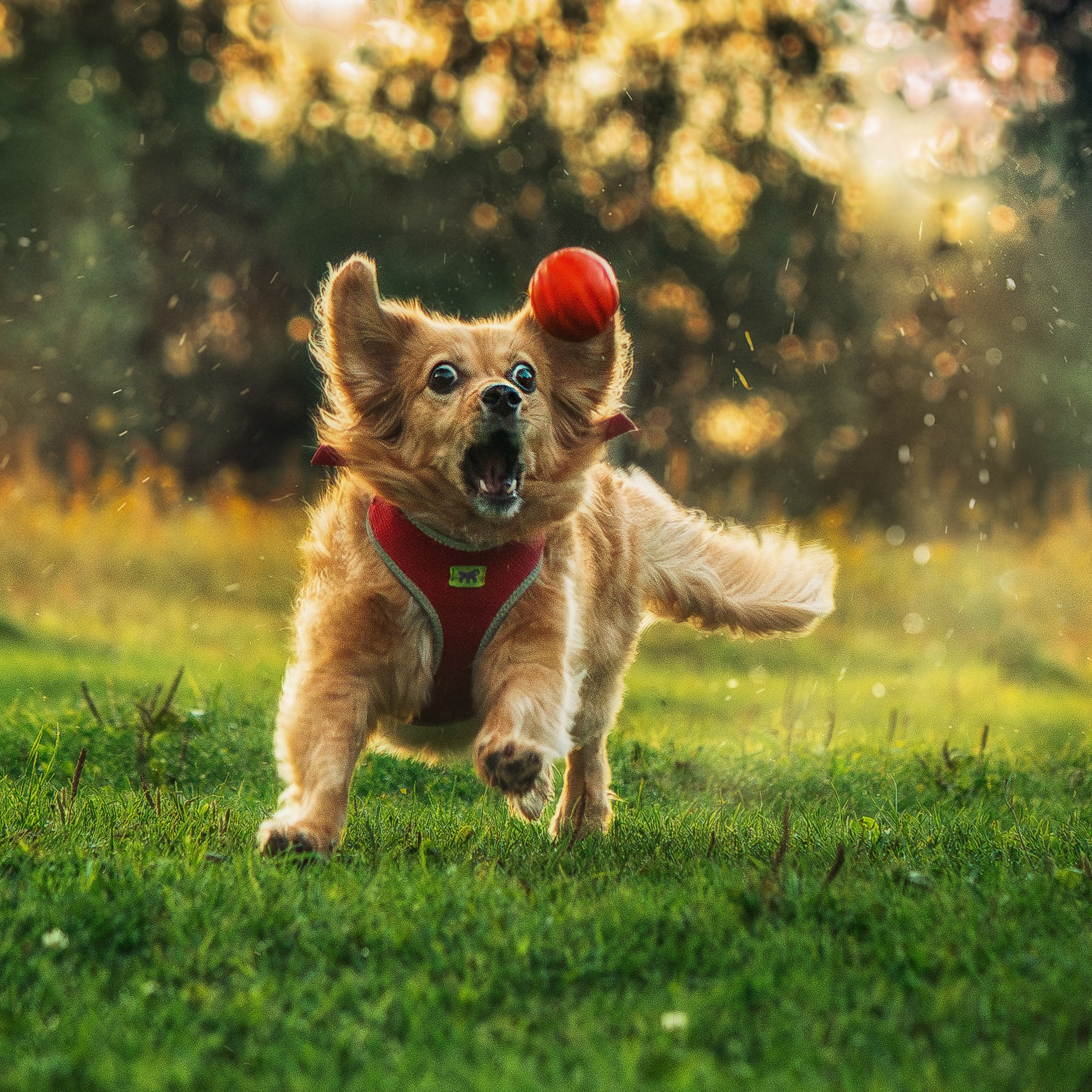 Отзывы. Фотограф-анималист, семейный фотограф в Москве и Подмосковье. Фотосъёмка кинологических дисциплин