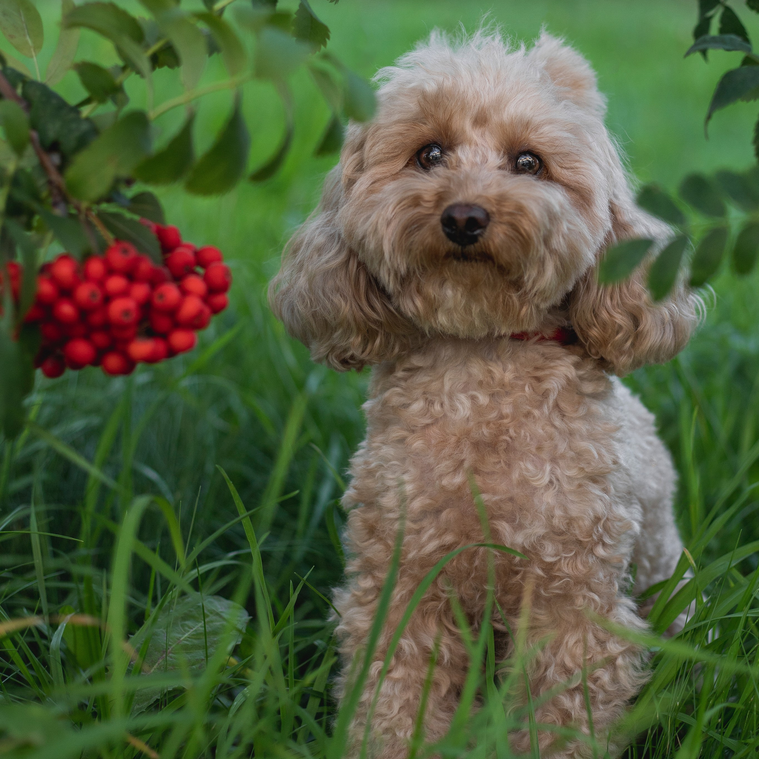 Отзывы. Фотограф-анималист Анна Леонтьева — Тула, Москва