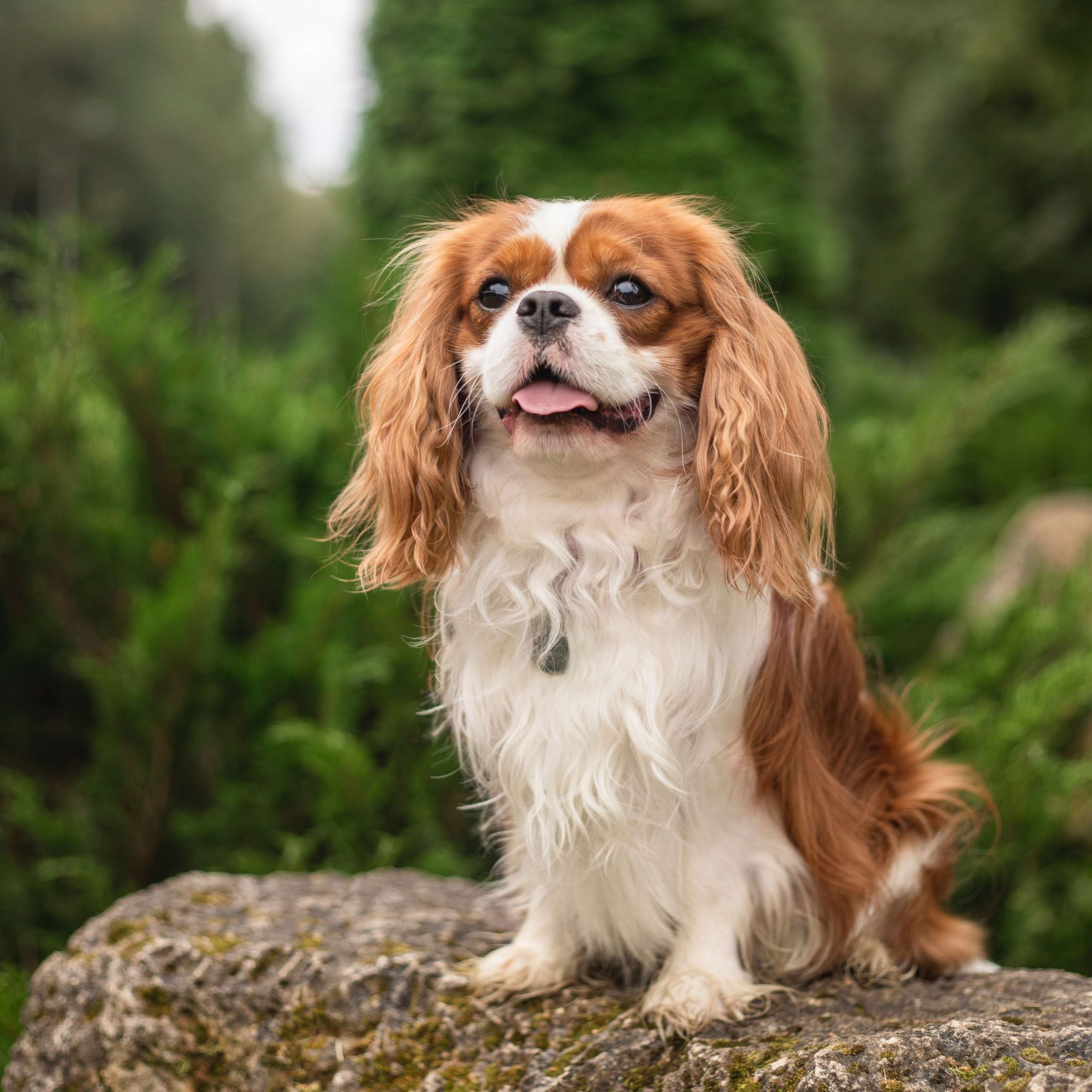Отзывы. Фотограф-анималист Анна Леонтьева — Тула, Москва