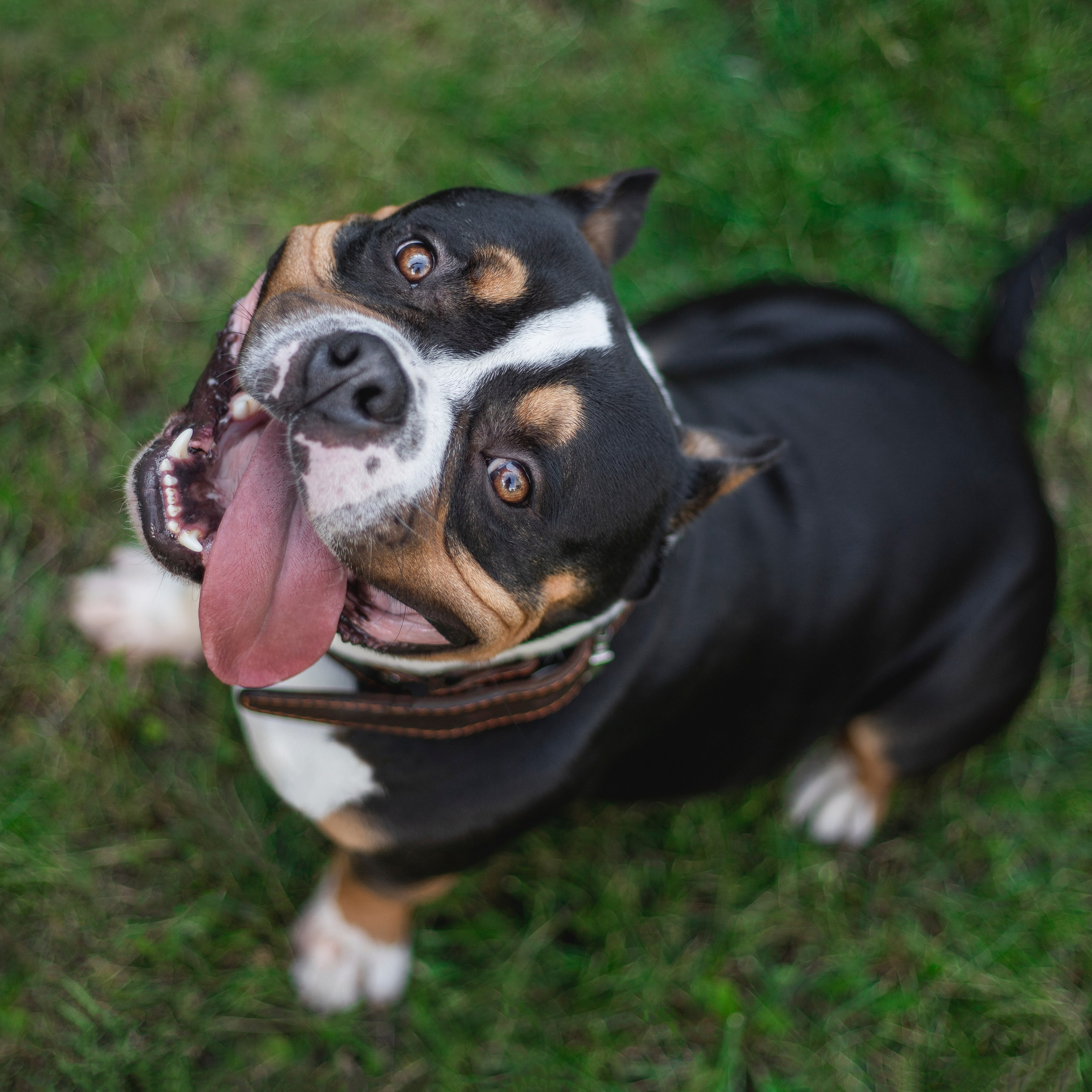 Отзывы. Фотограф-анималист Анна Леонтьева — Тула, Москва