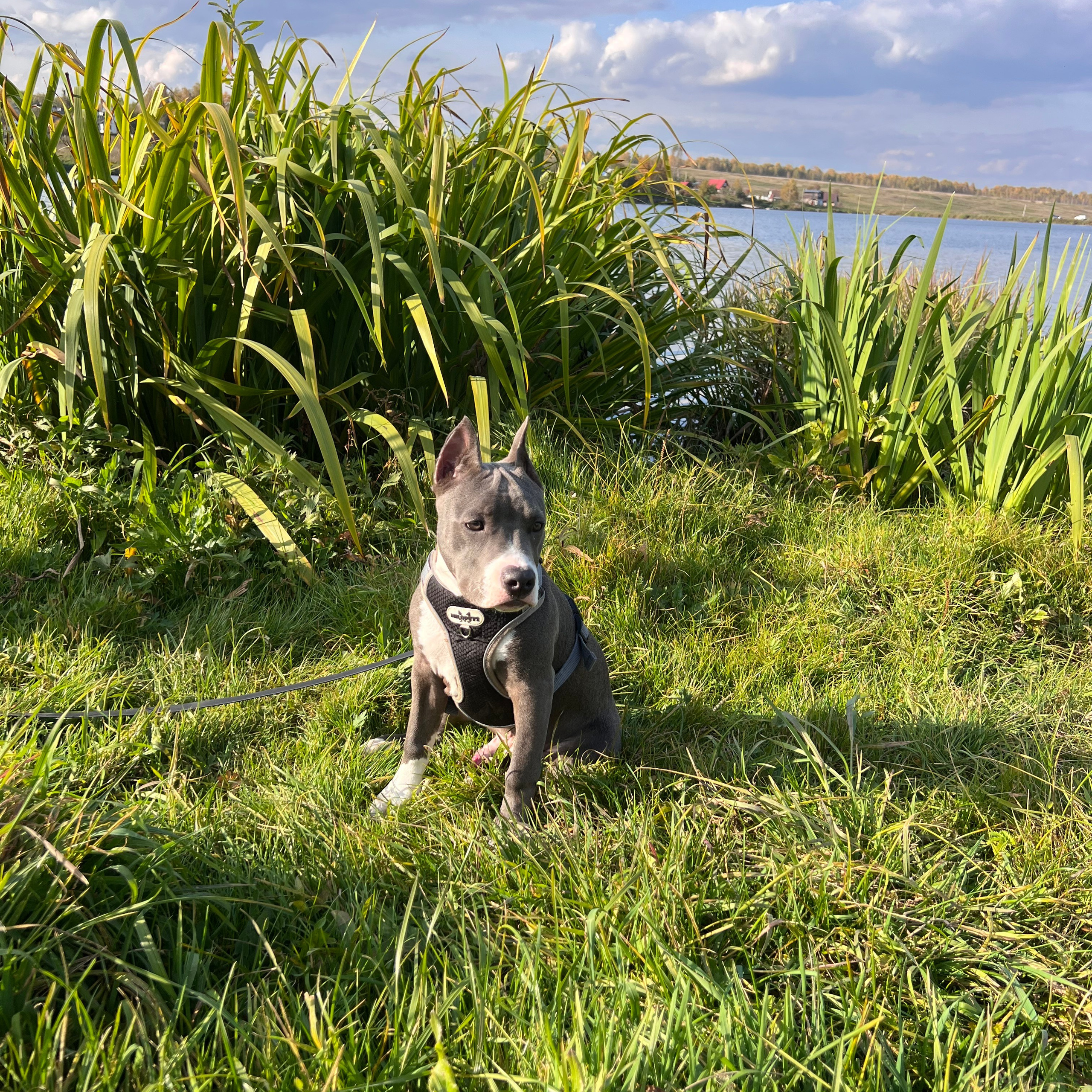 Отзывы. Питомник американских булли Bounty Pride Bully