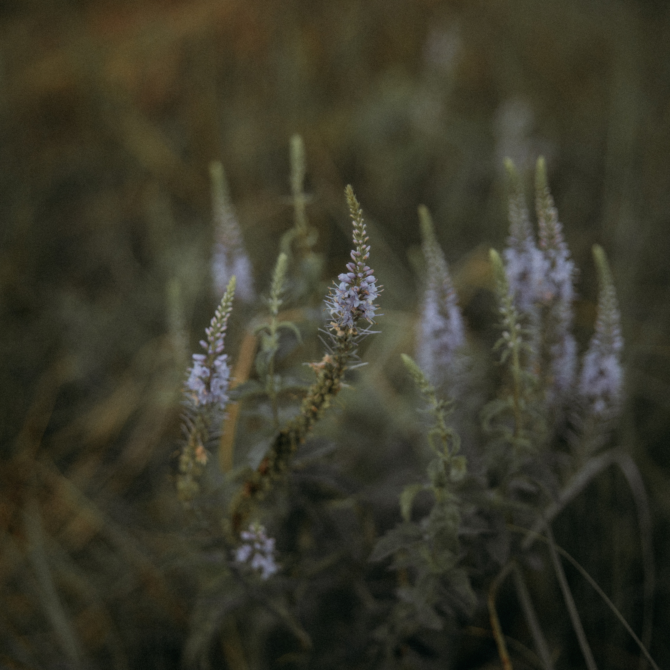 Проект «Дыхание рассвета» — Оля. Фотограф Надежда Московская