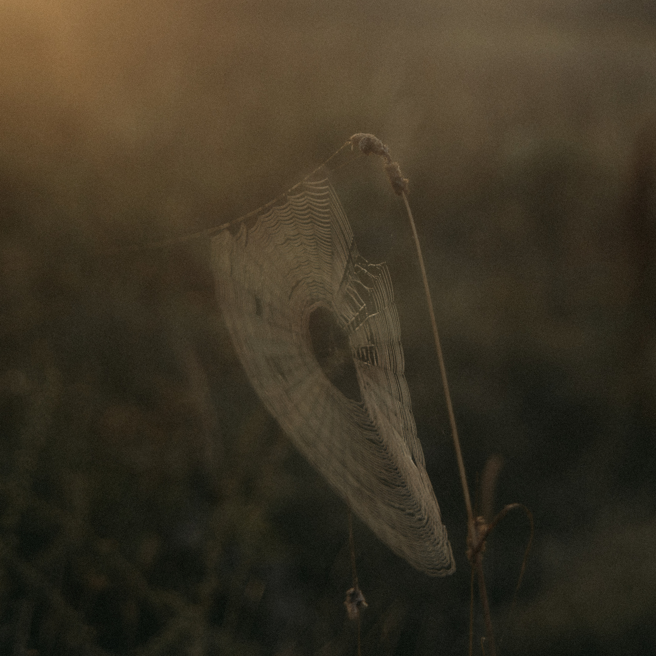Проект «Дыхание рассвета» — Оля. Фотограф Надежда Московская