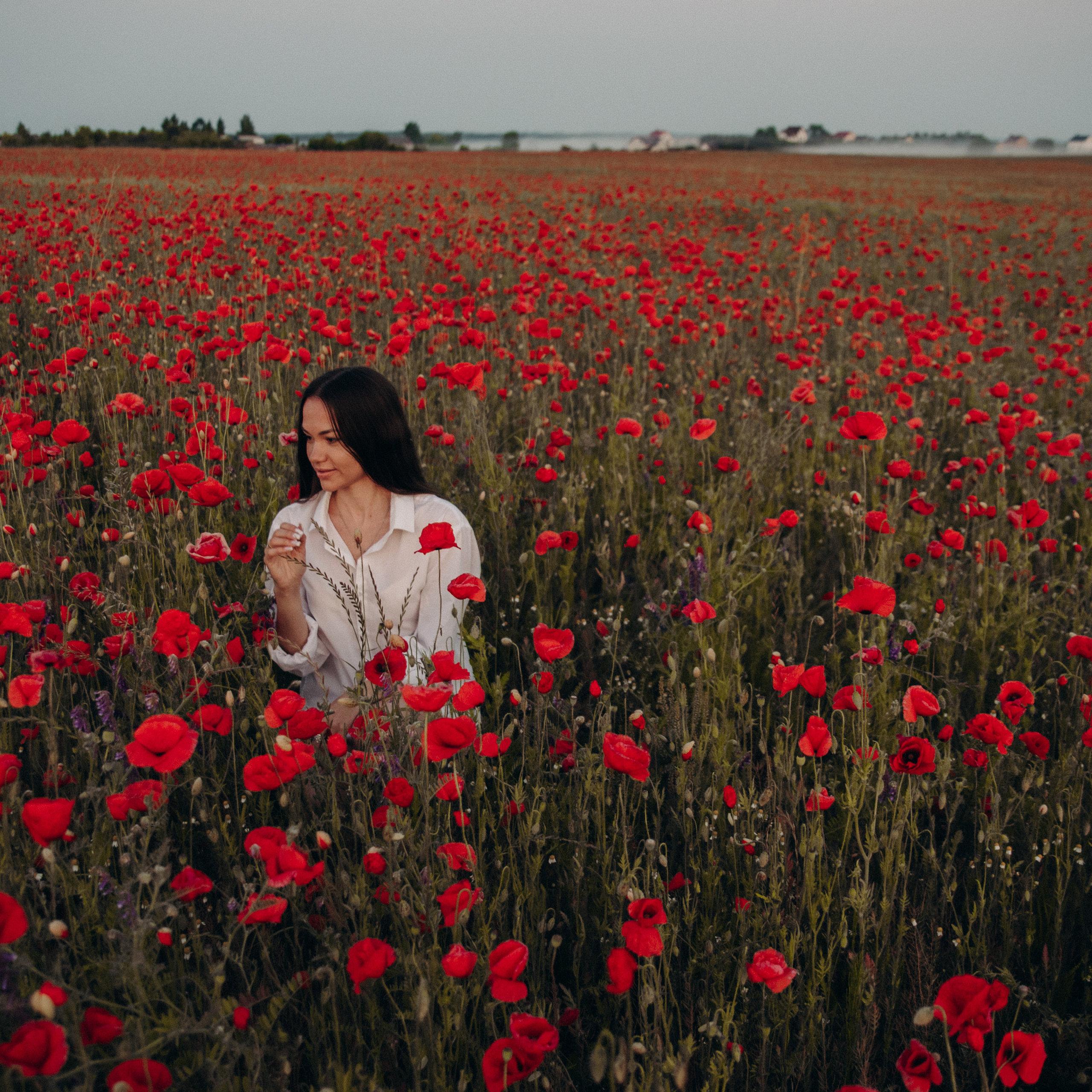 Рассветные маки. Фотограф Надежда Московская