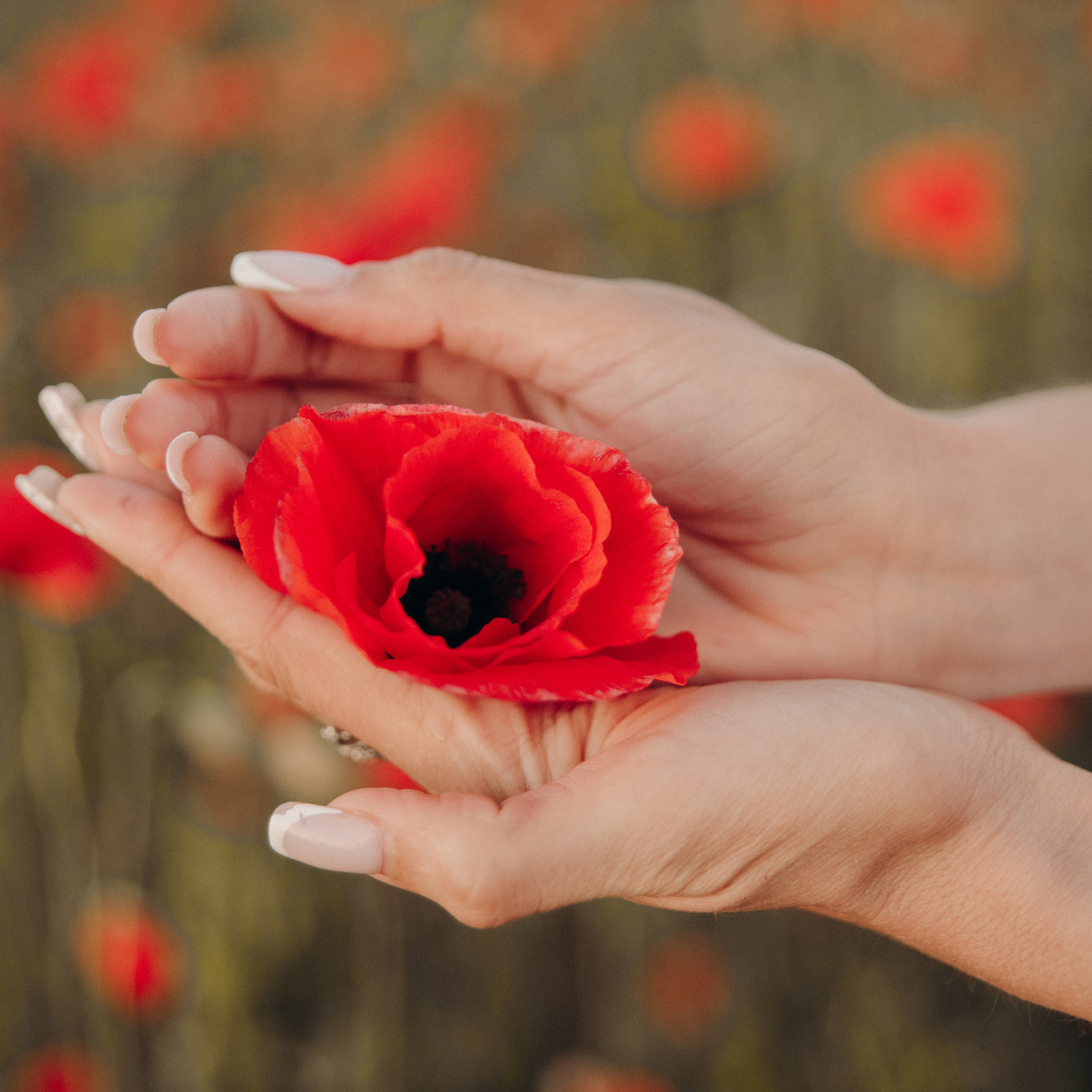 Рассветные маки