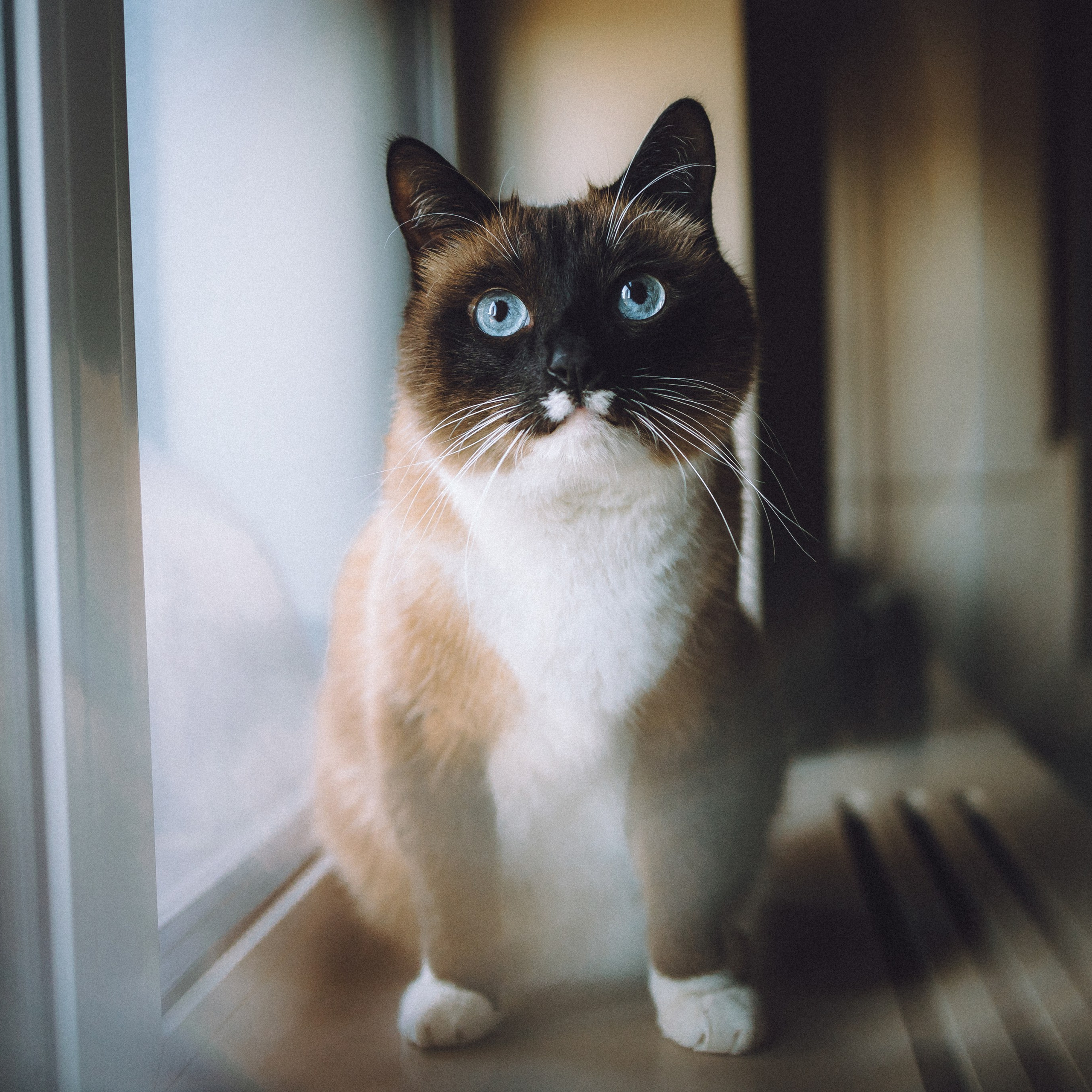 Отзывы о работе фотографа-анималиста или зоофотографа, Москва