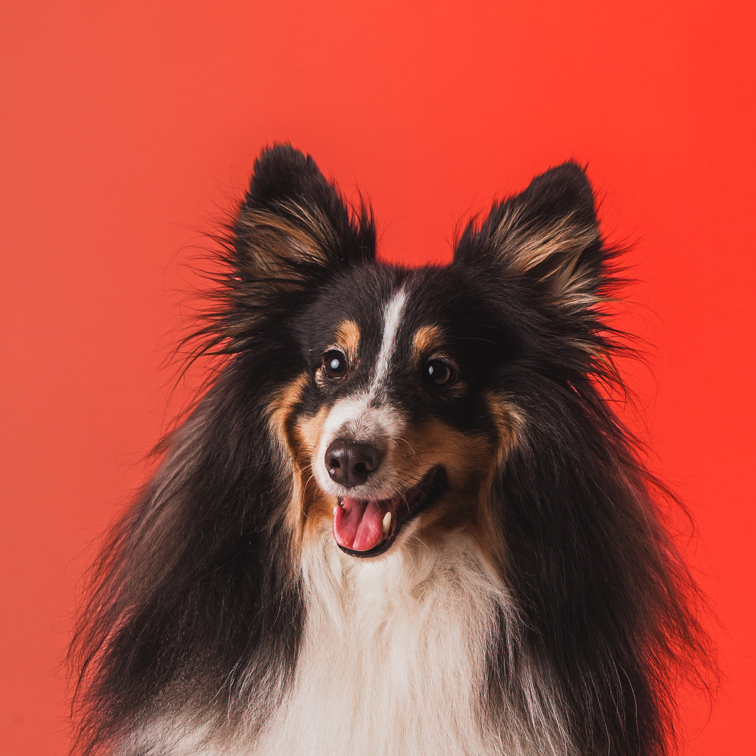 Воркшоп по импульсному свету