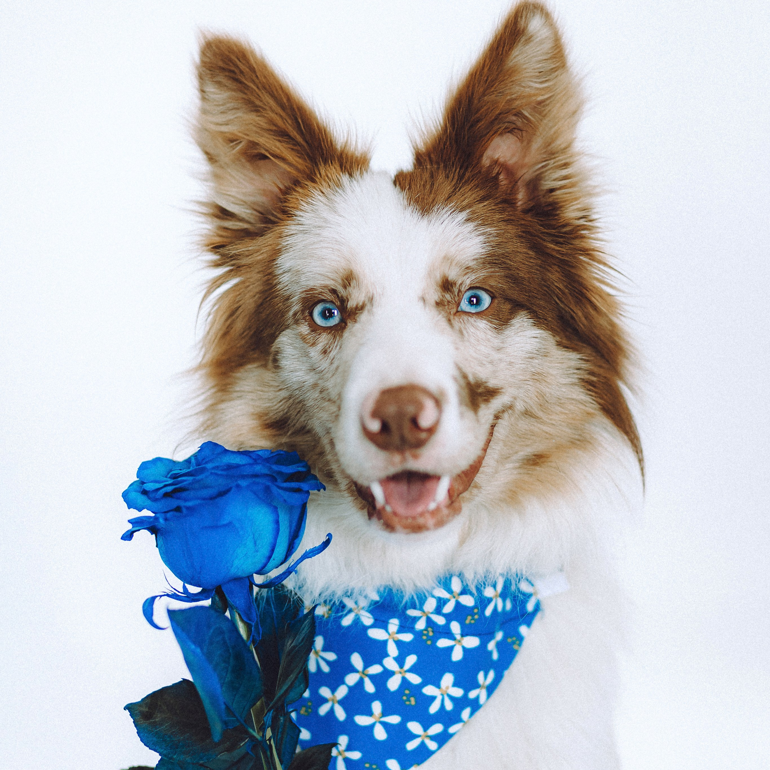 Отзывы о работе фотографа-анималиста или зоофотографа, Москва