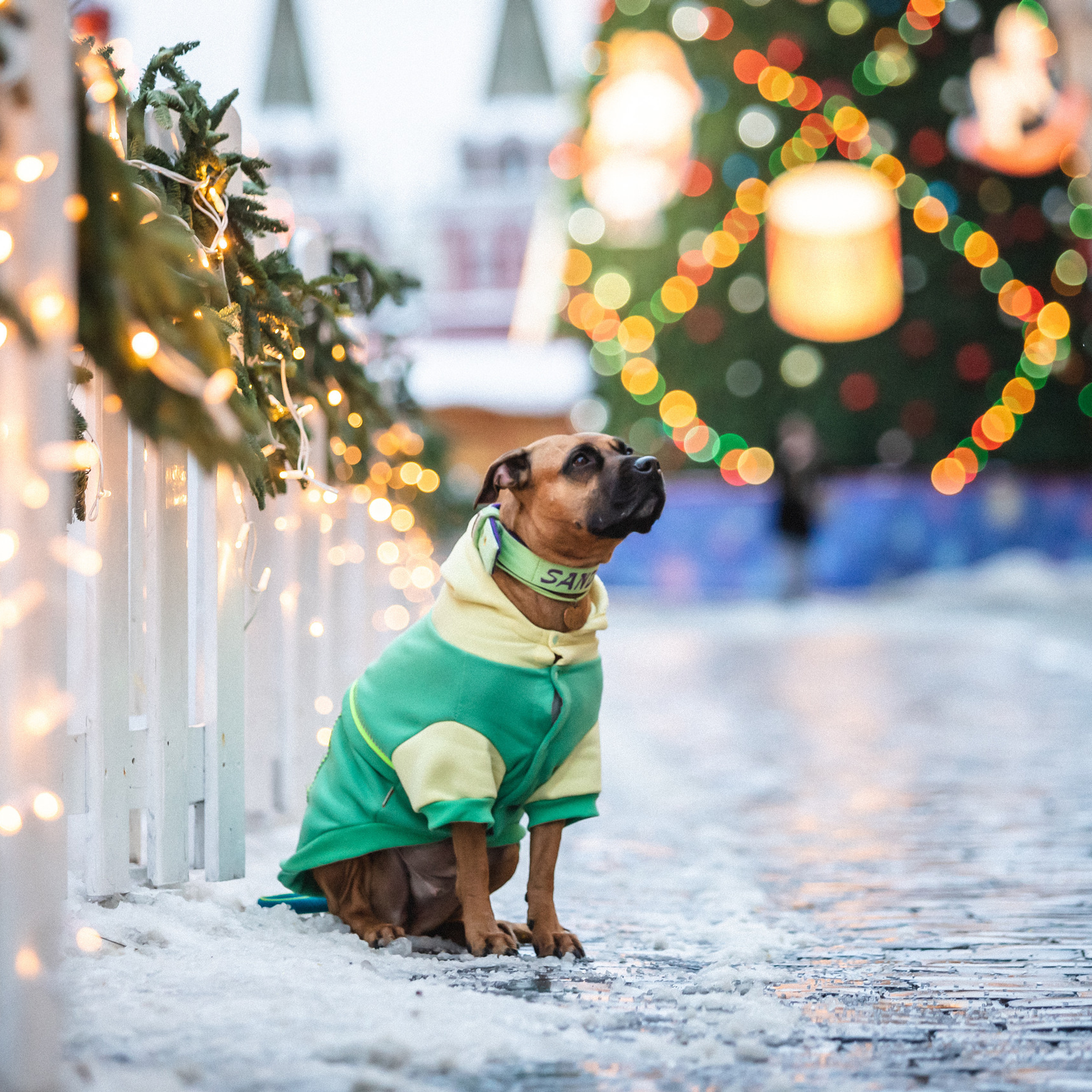 Отзывы о работе фотографа-анималиста или зоофотографа, Москва