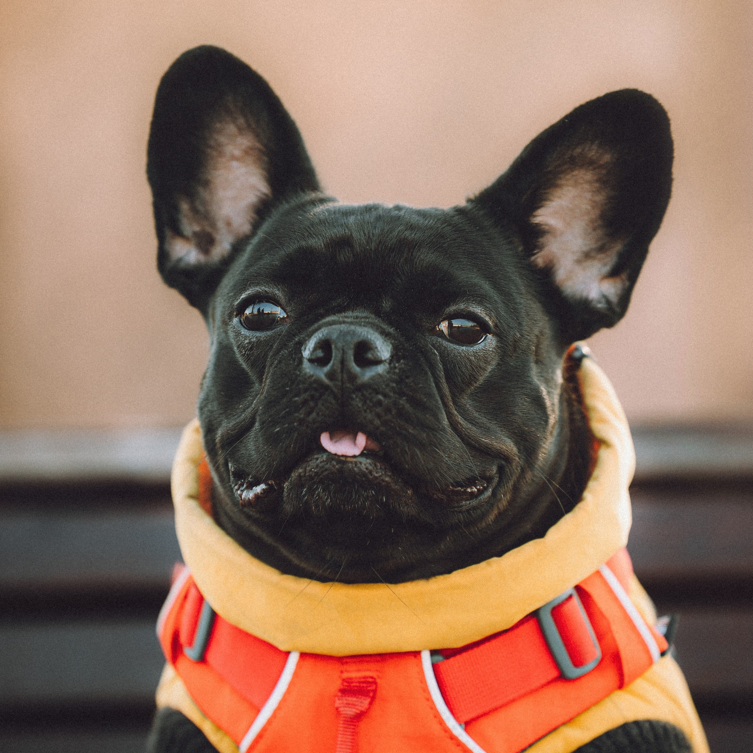 Отзывы о работе фотографа-анималиста или зоофотографа, Москва