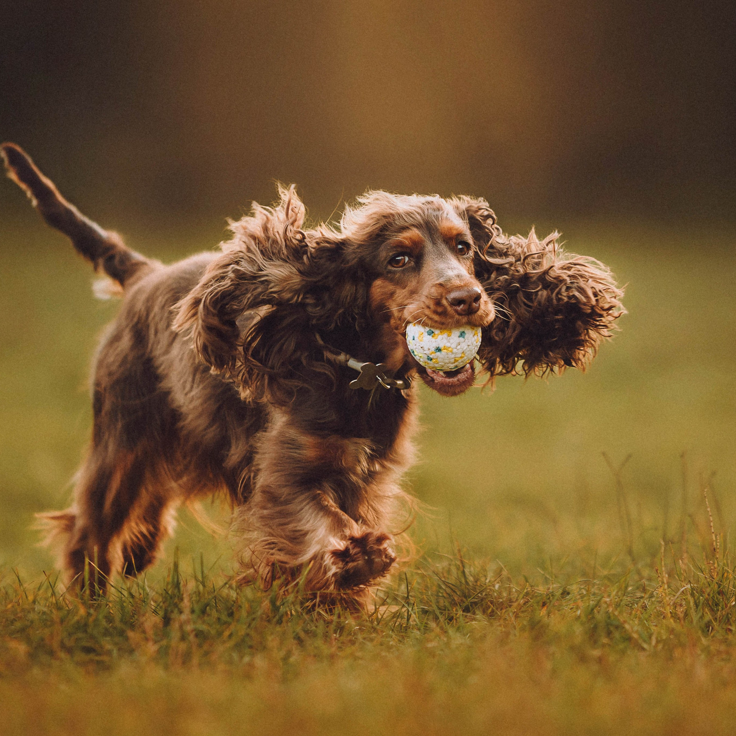 Отзывы о работе фотографа-анималиста или зоофотографа, Москва