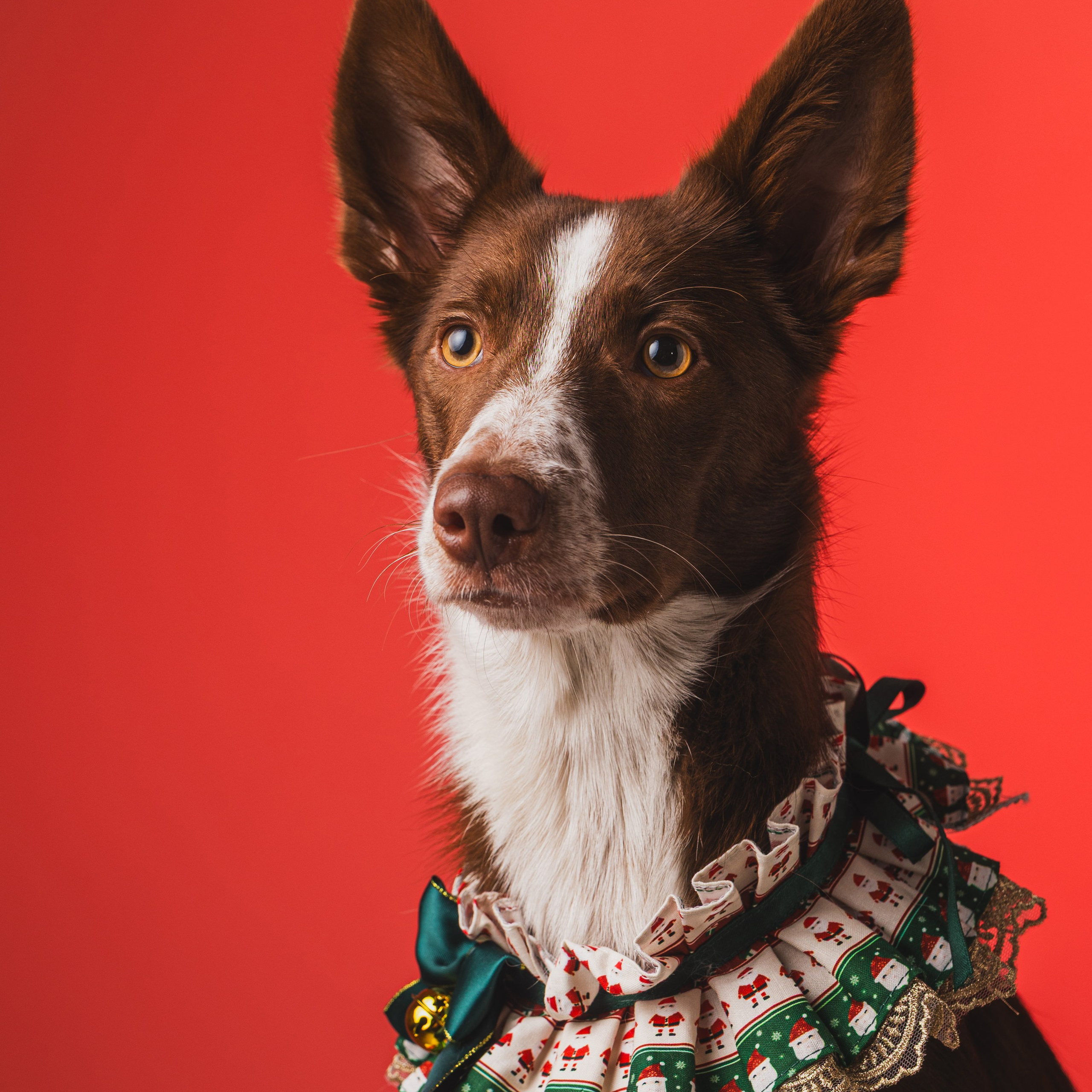 Воркшоп по импульсному свету