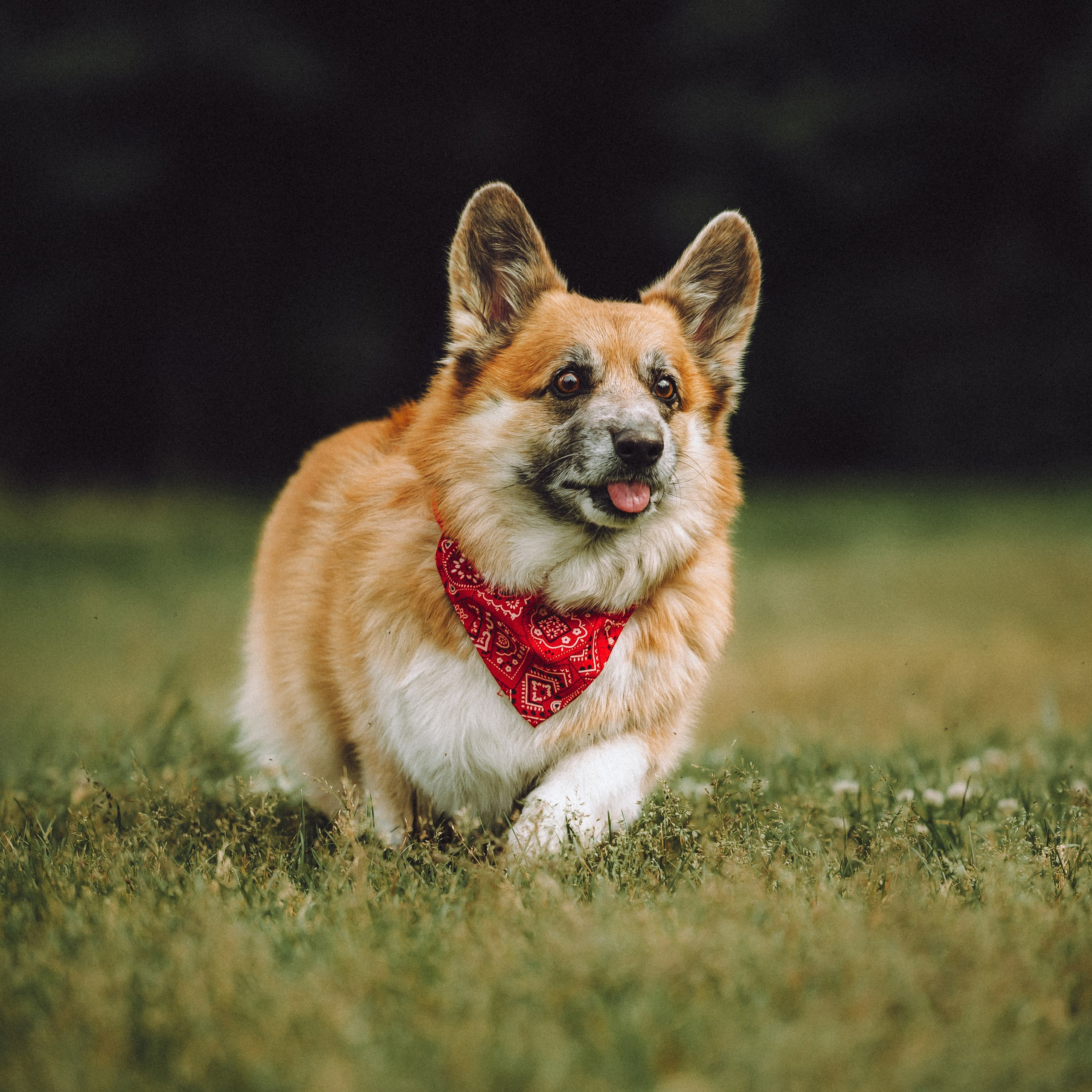 Отзывы о работе фотографа-анималиста или зоофотографа, Москва