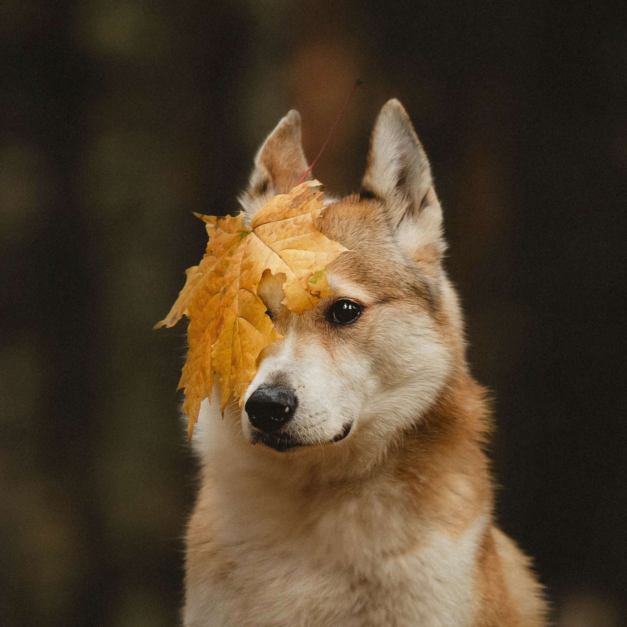 Отзывы о работе фотографа-анималиста или зоофотографа, Москва