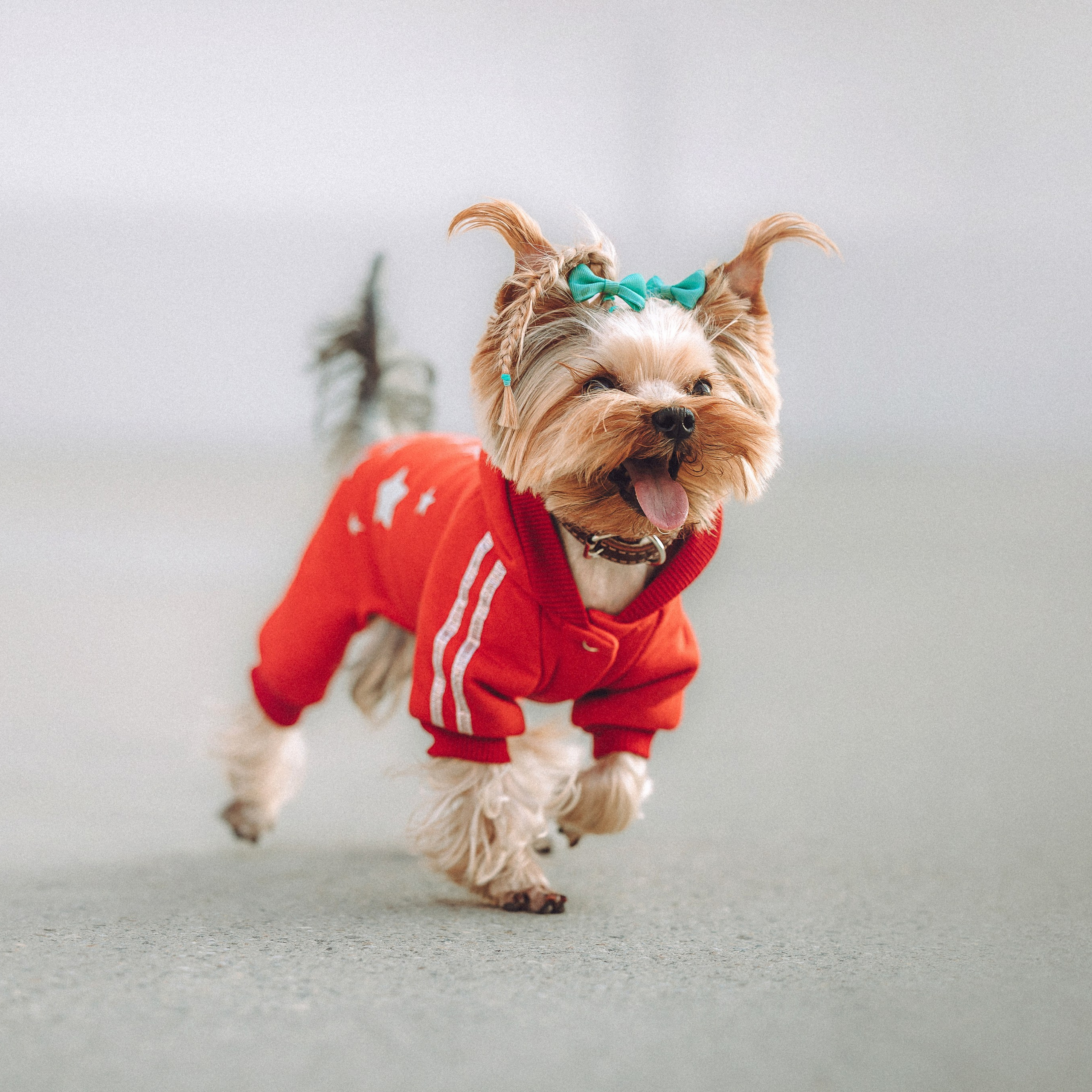 Отзывы о работе фотографа-анималиста или зоофотографа, Москва