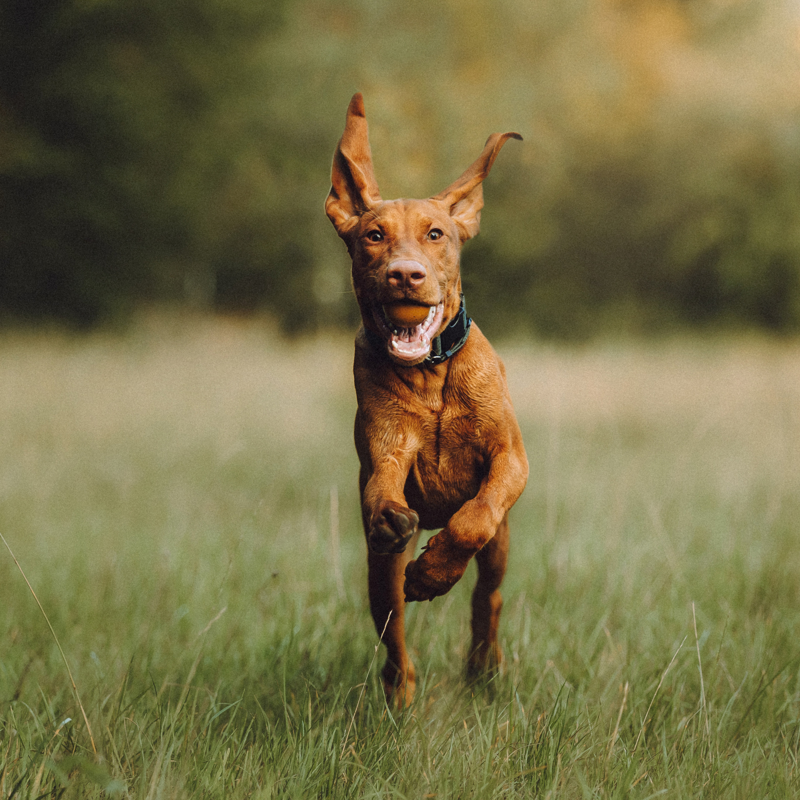 Отзывы о работе фотографа-анималиста или зоофотографа, Москва