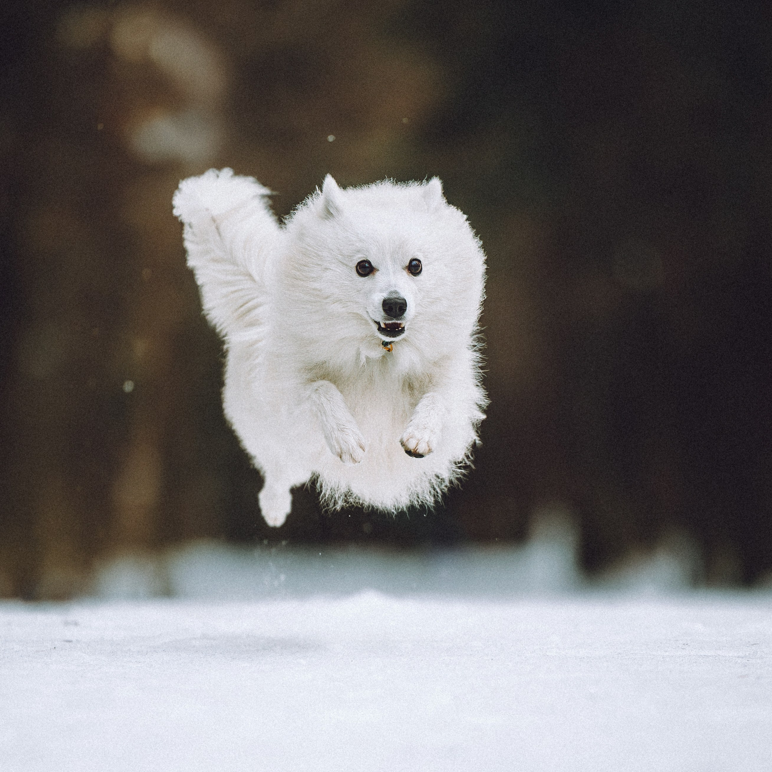 Отзывы о работе фотографа-анималиста или зоофотографа, Москва