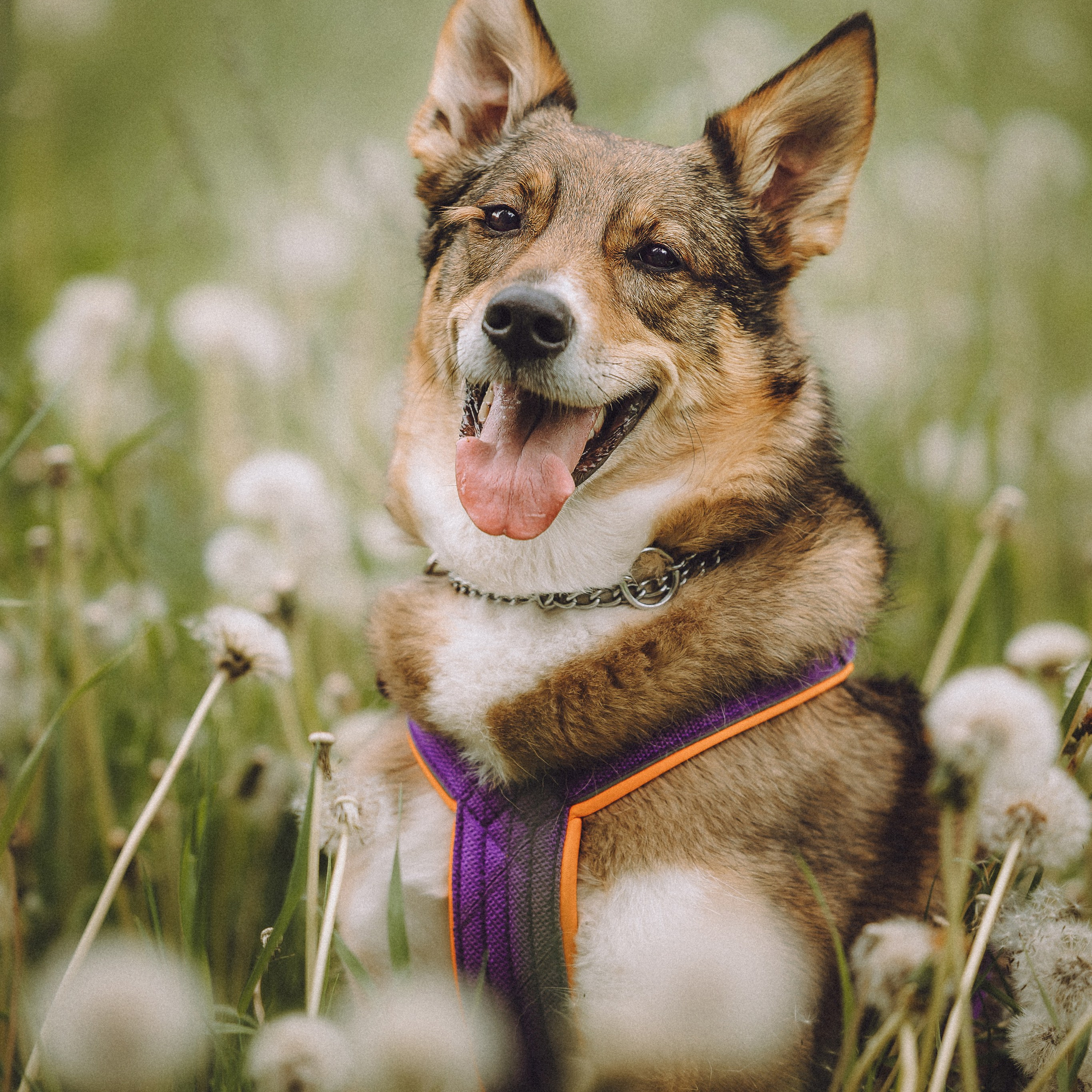 Отзывы о работе фотографа-анималиста или зоофотографа, Москва