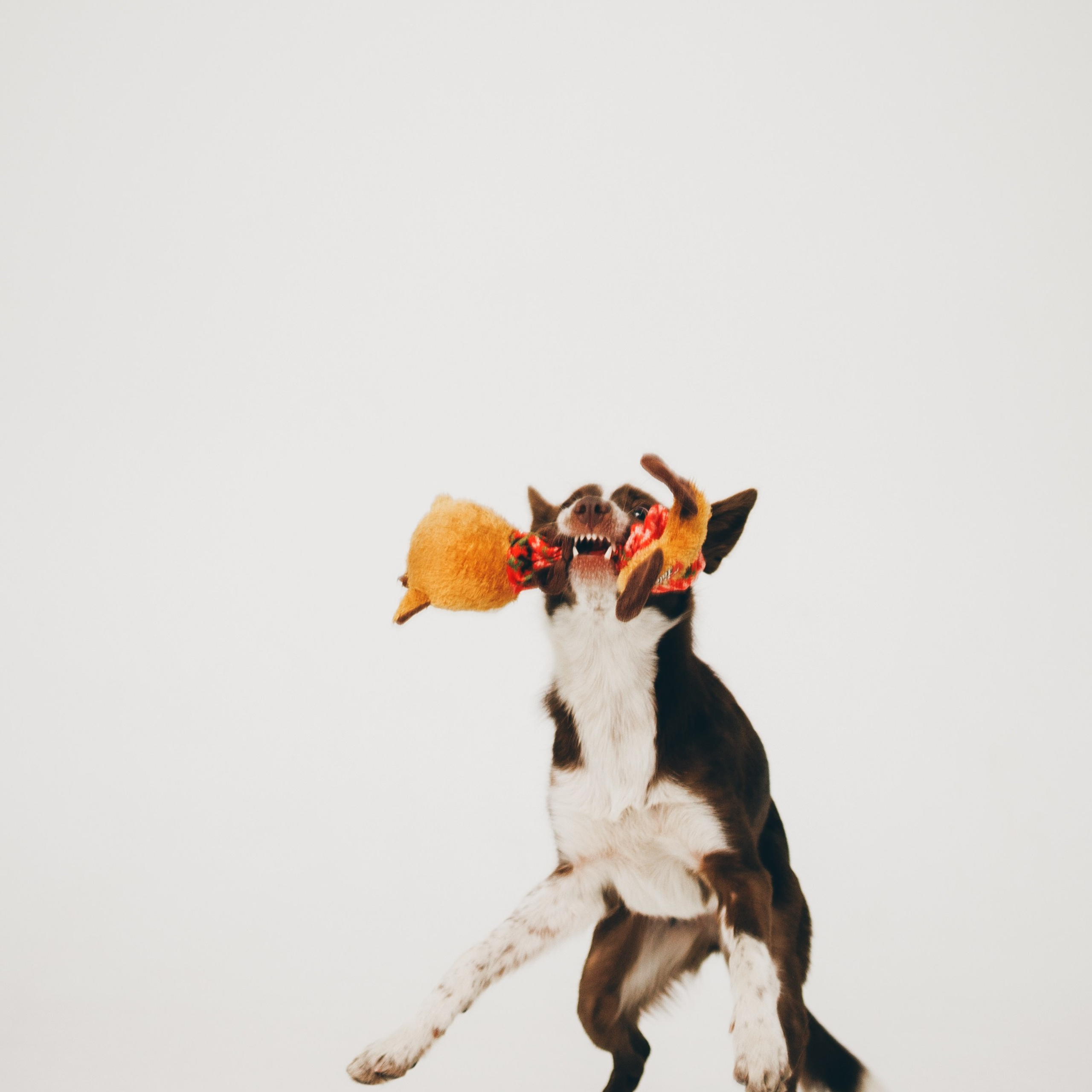 Воркшоп по импульсному свету