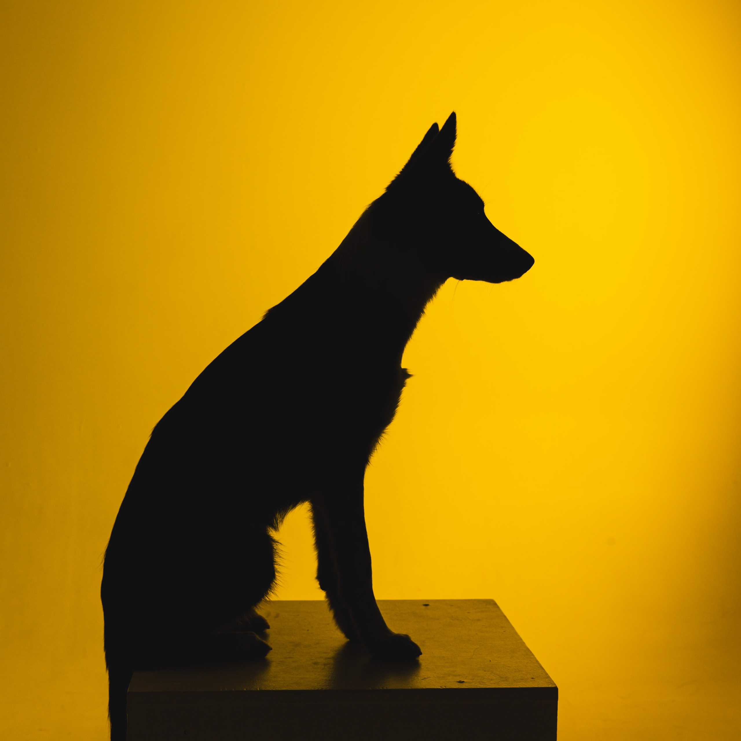 Воркшоп по импульсному свету