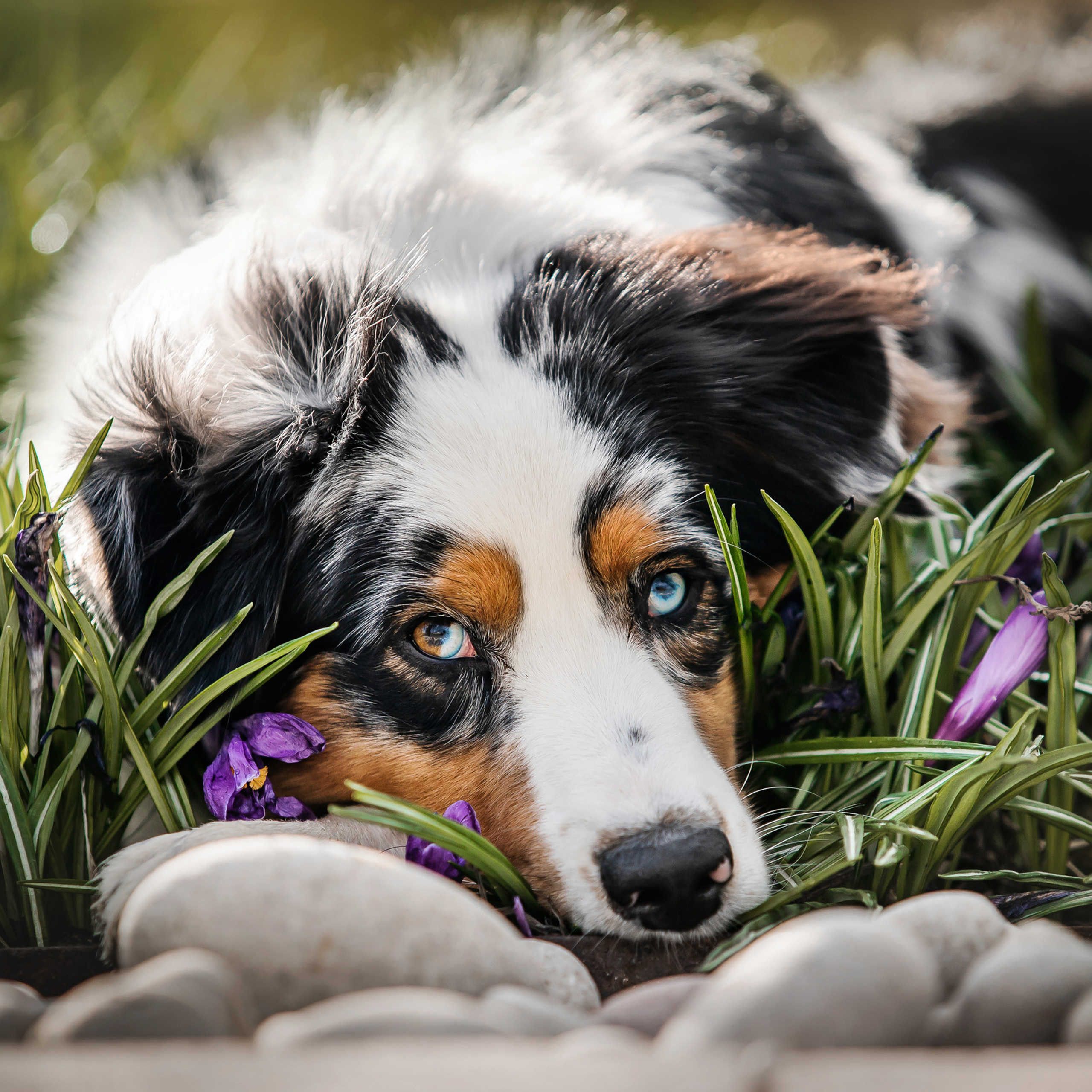 Отзывы о работе фотографа-анималиста или зоофотографа, Москва