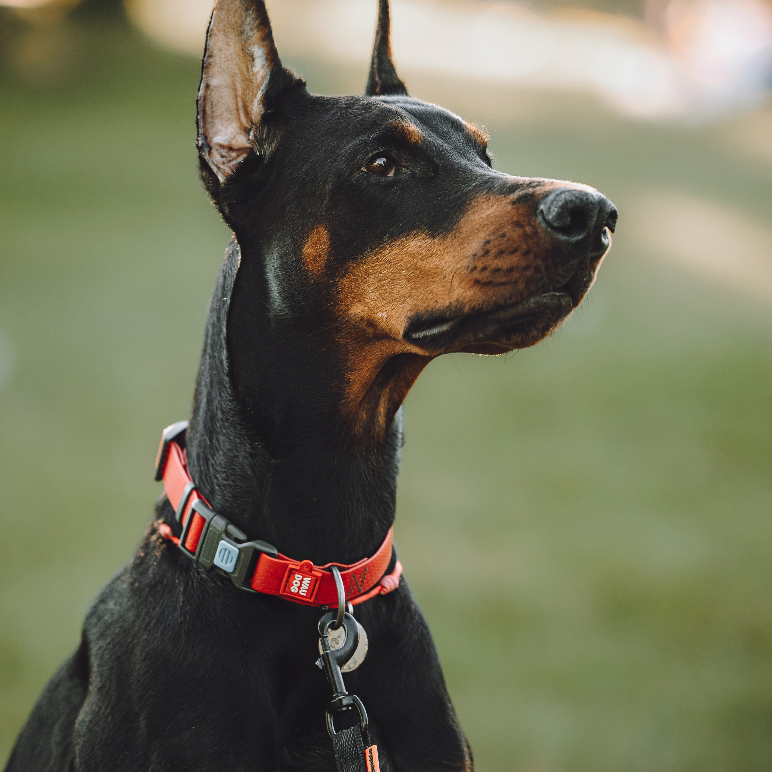 Фотосессия Ани и шелти Ская