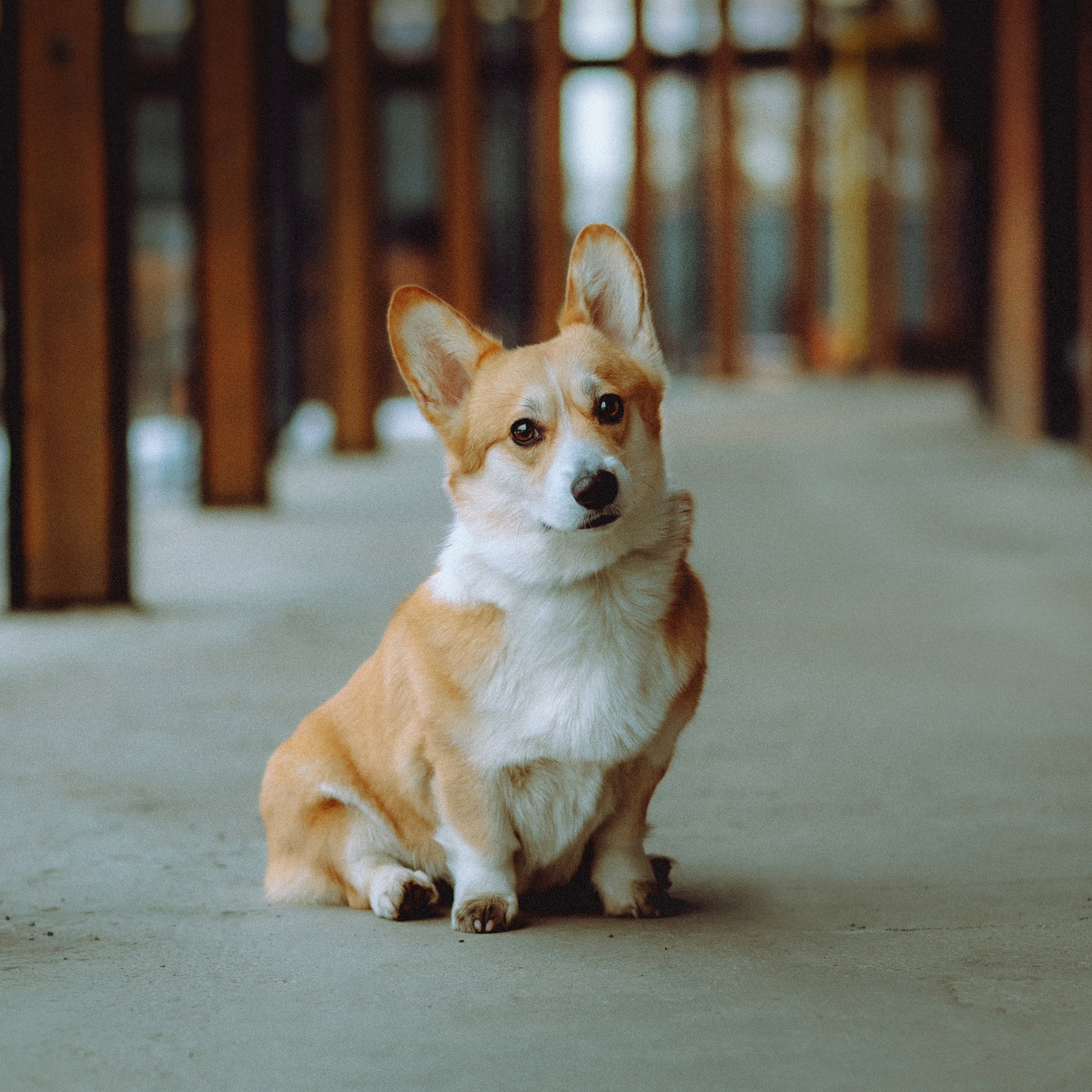 Отзывы о работе фотографа-анималиста или зоофотографа, Москва