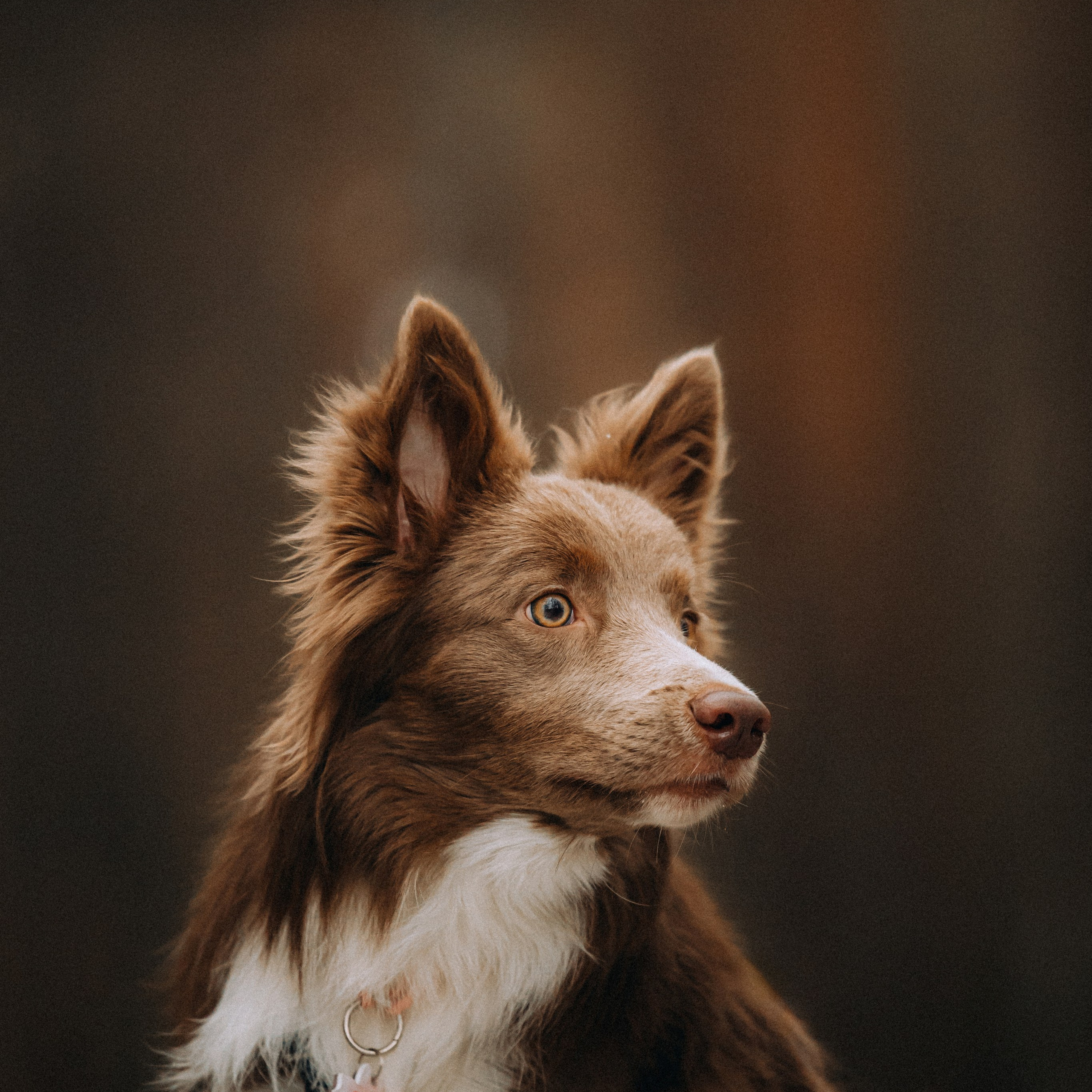 Отзывы о работе фотографа-анималиста или зоофотографа, Москва