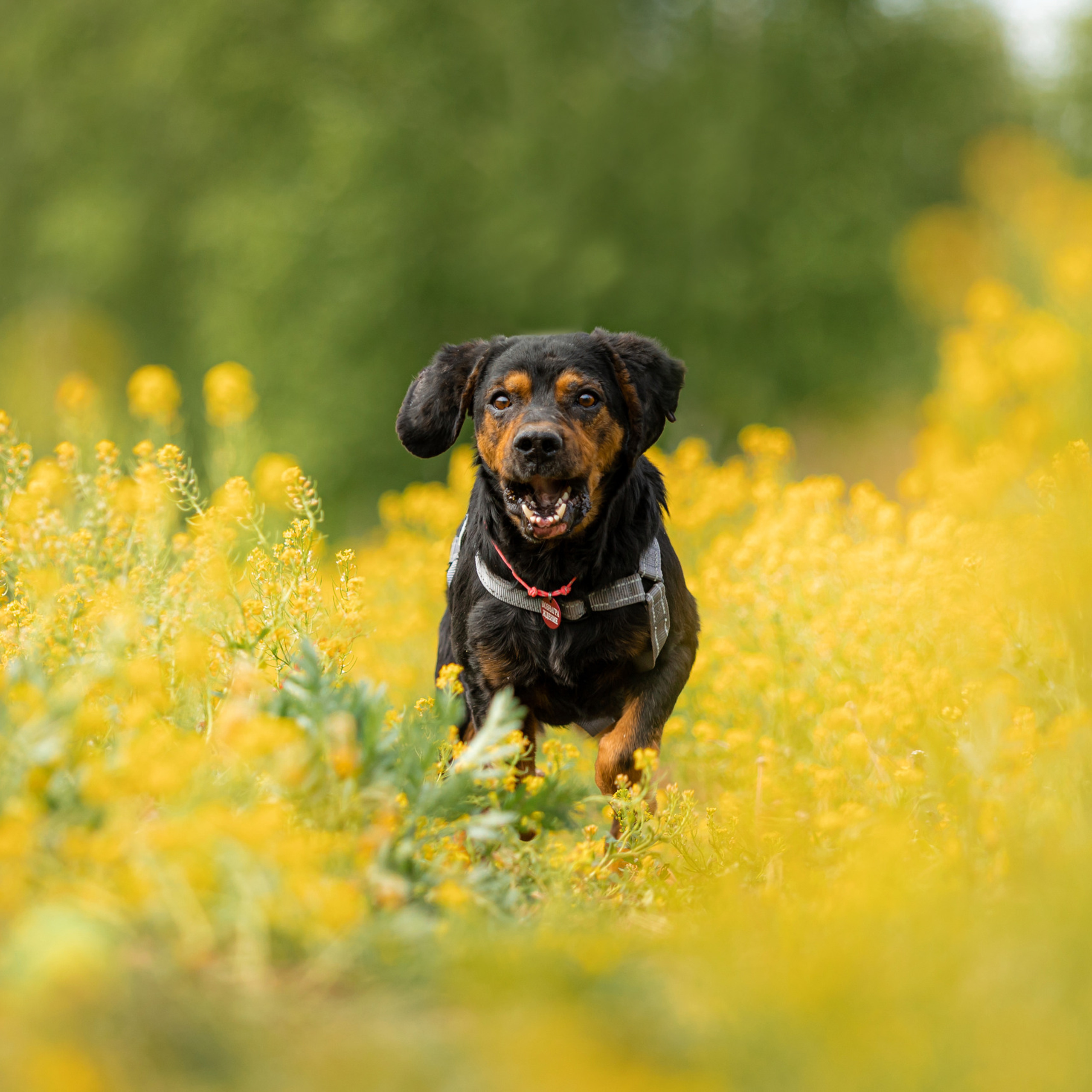 Отзывы о работе фотографа-анималиста или зоофотографа, Москва