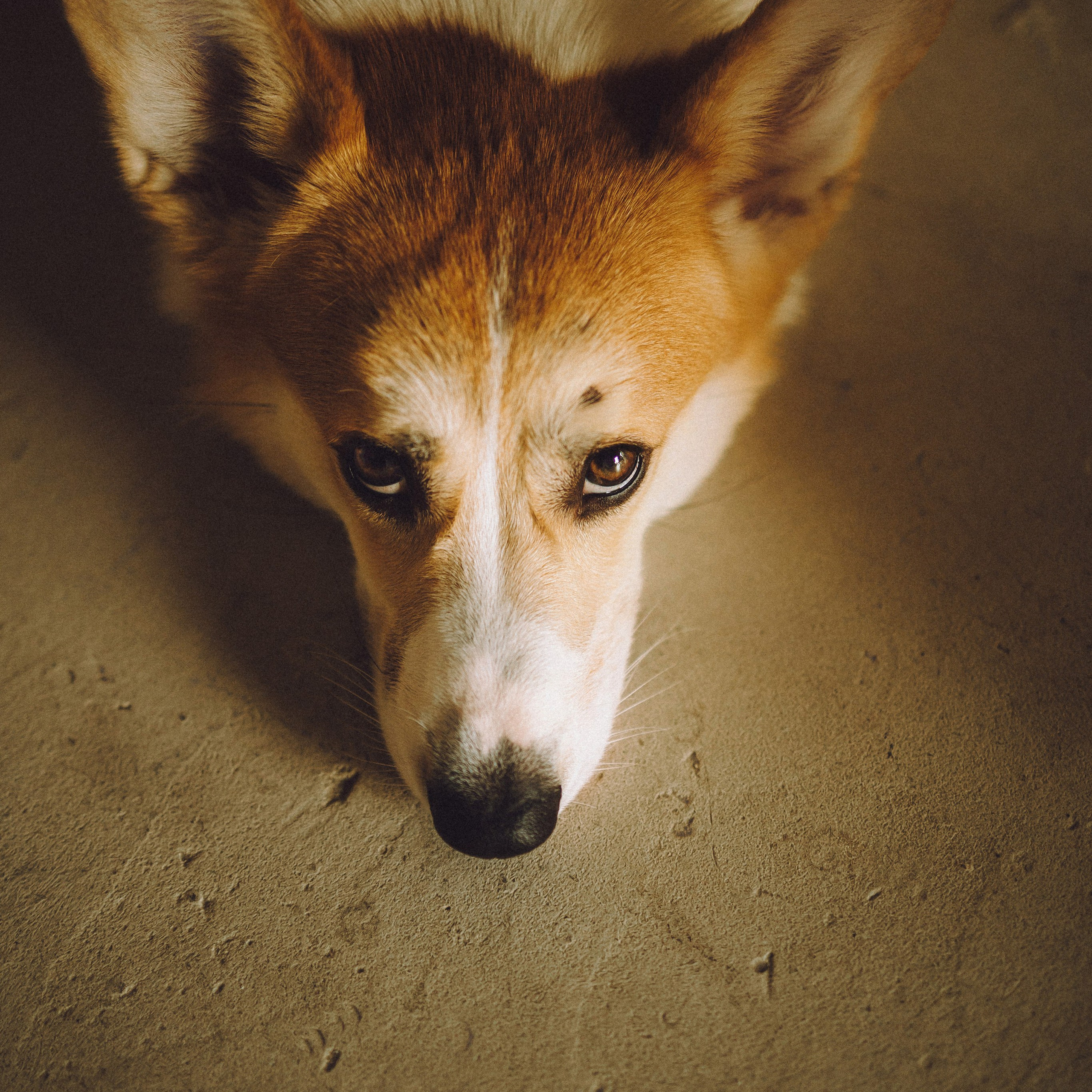 Отзывы о работе фотографа-анималиста или зоофотографа, Москва