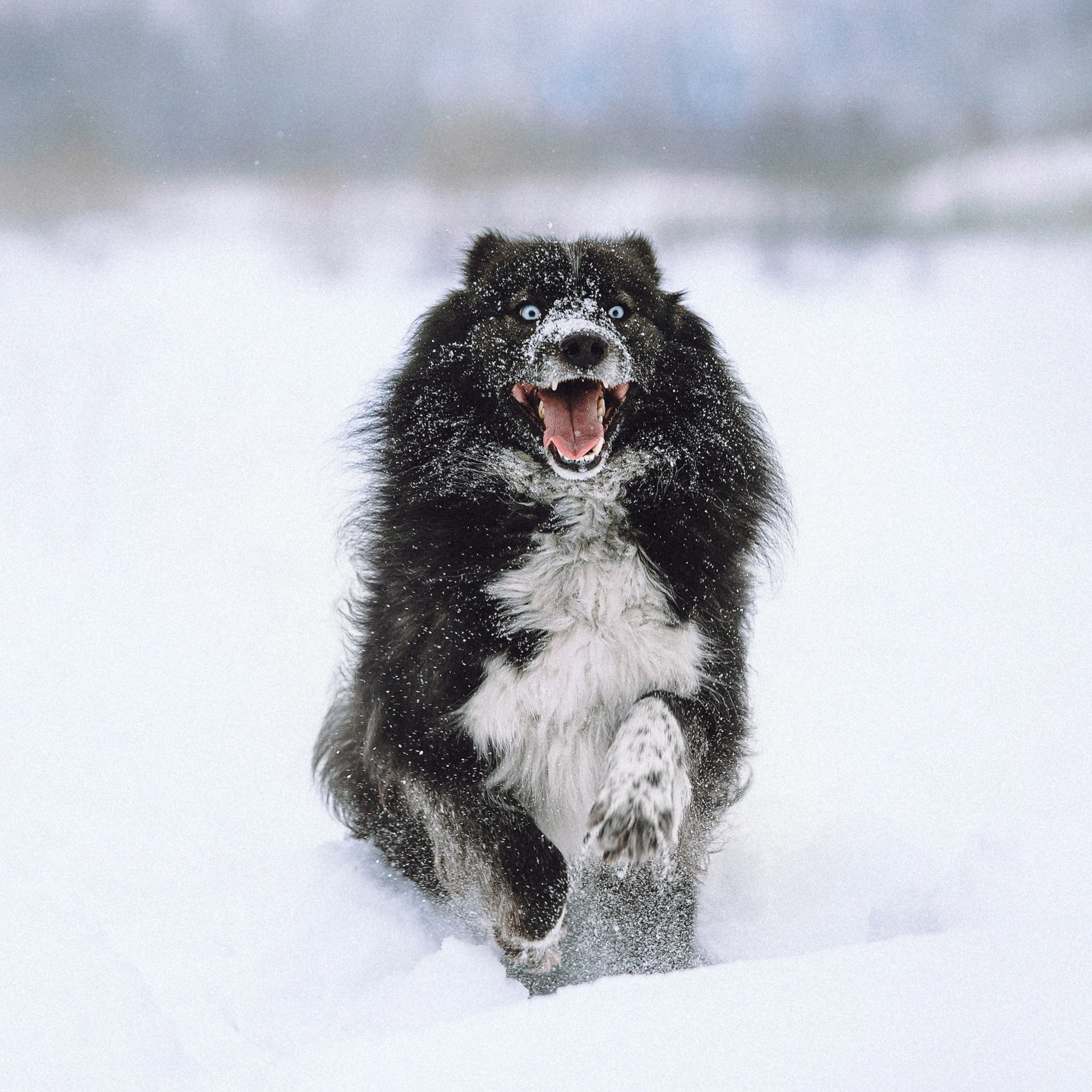 Отзывы о работе фотографа-анималиста или зоофотографа, Москва