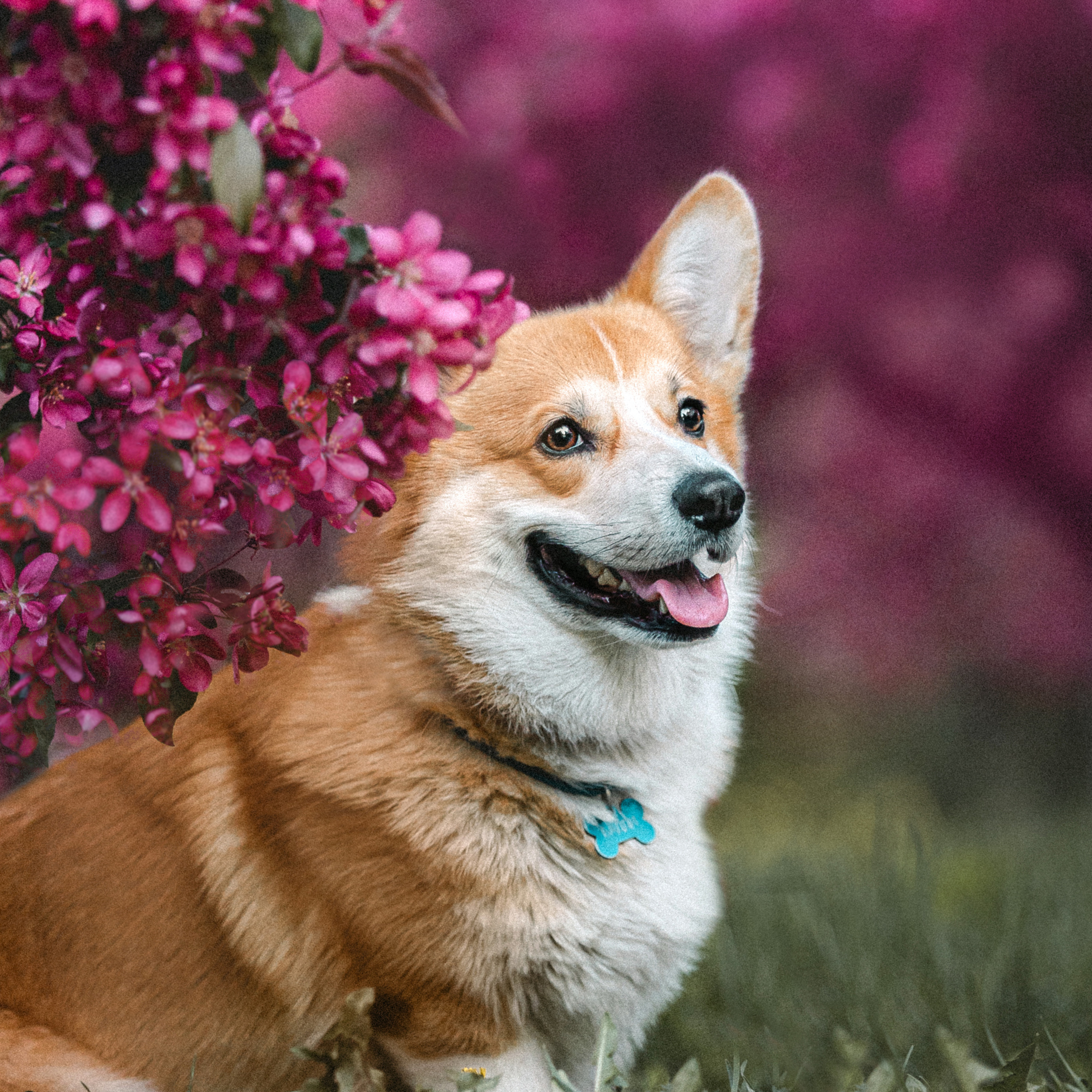 Фотосессия Маши и Халка