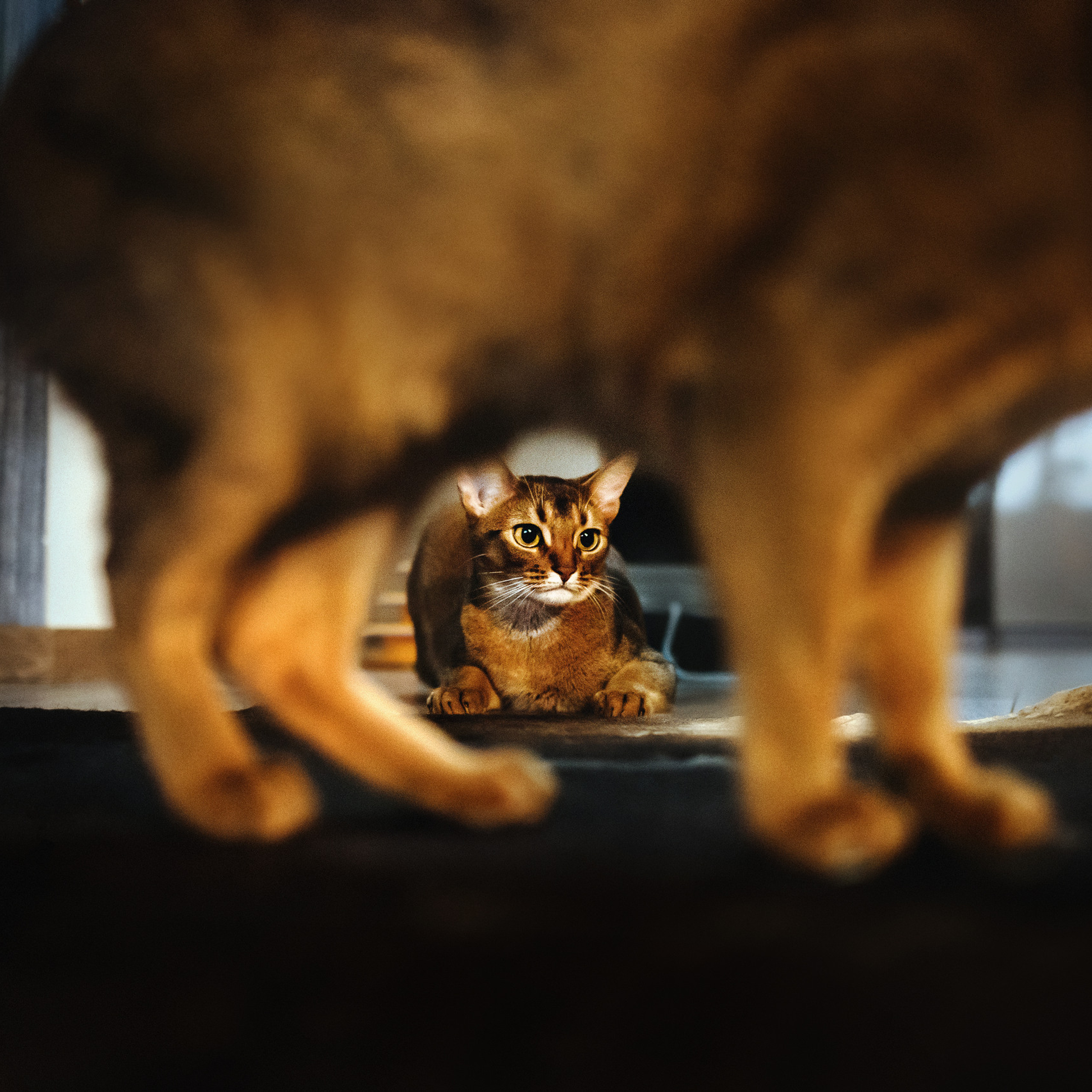 Отзывы о работе фотографа-анималиста или зоофотографа, Москва