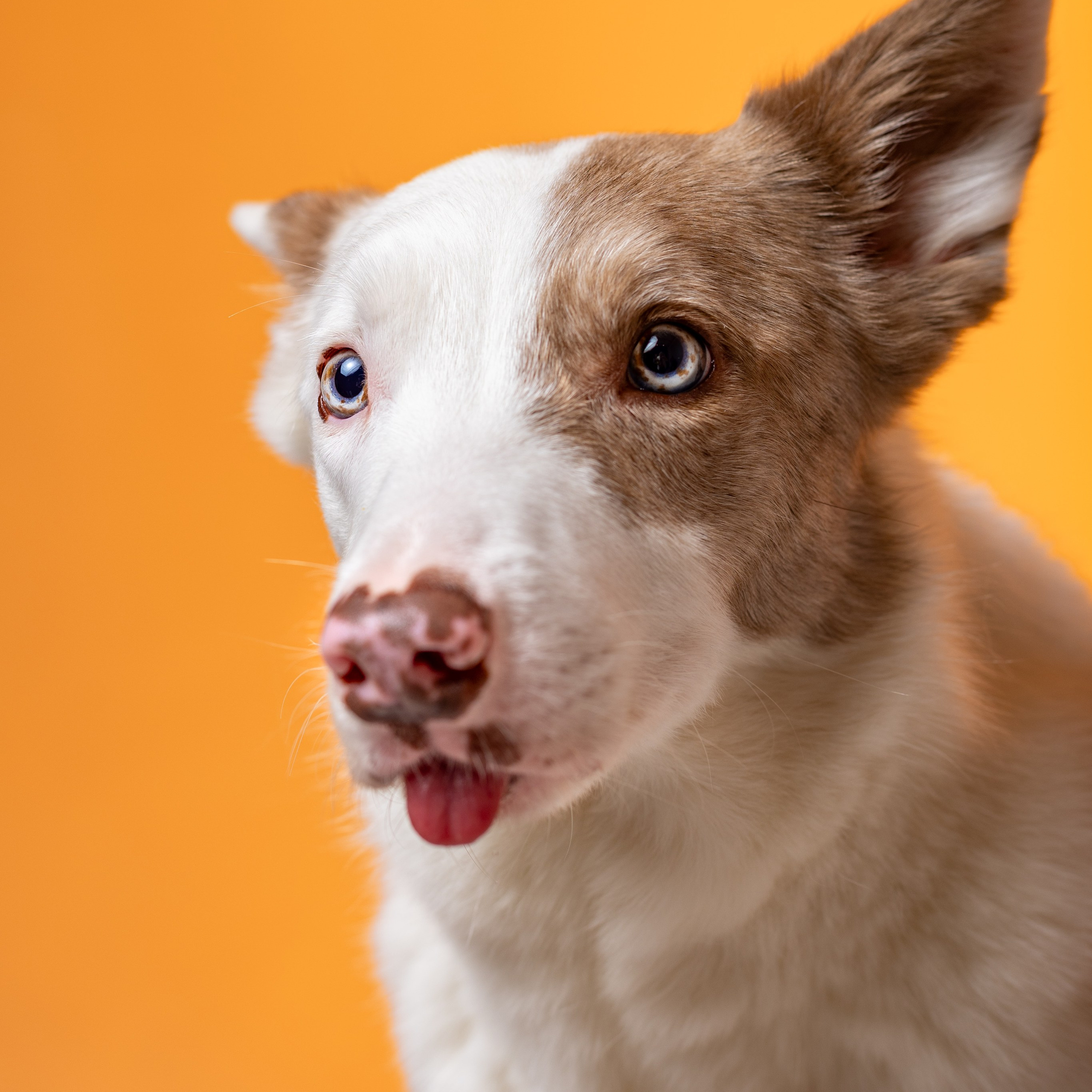 Воркшоп по импульсному свету