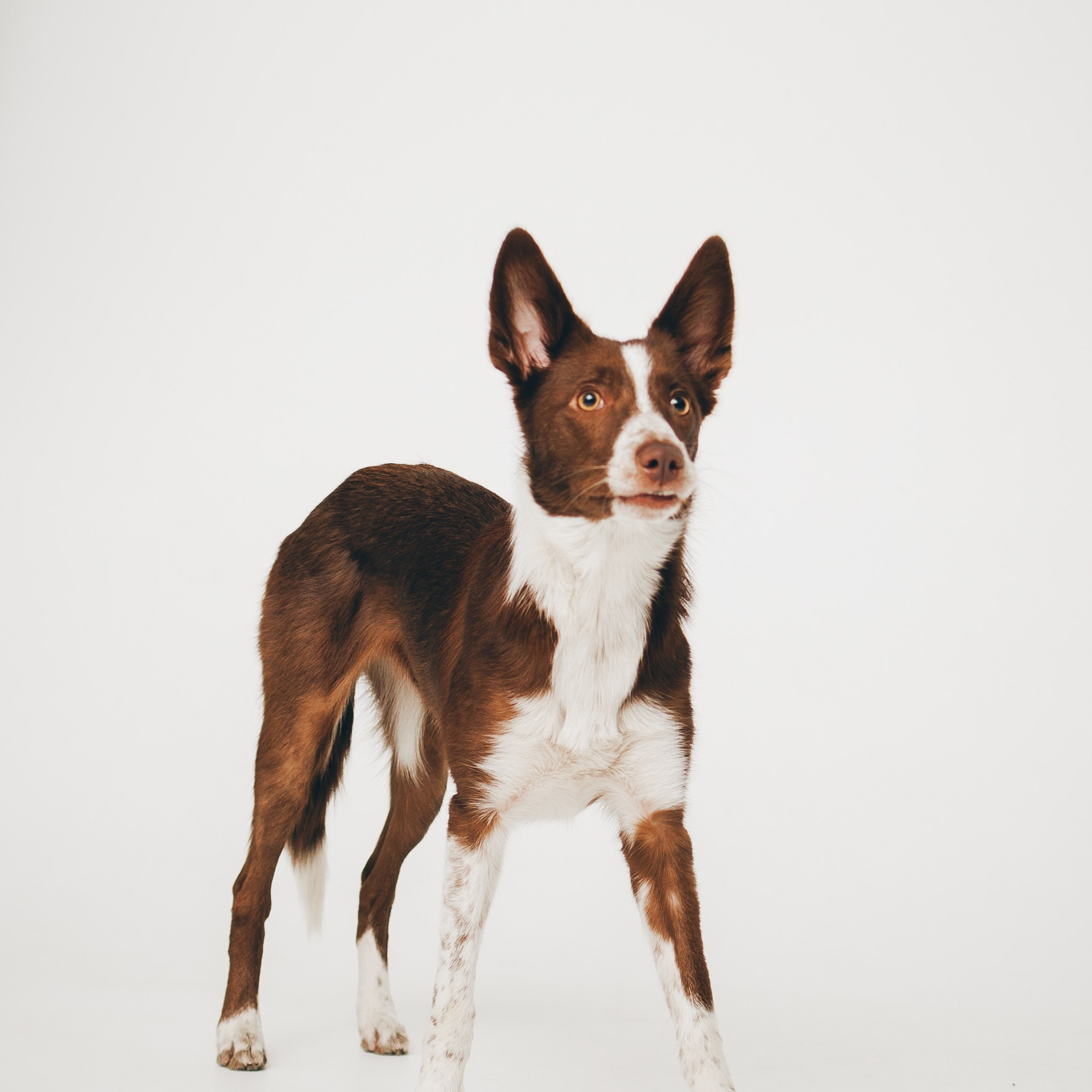 Воркшоп по импульсному свету