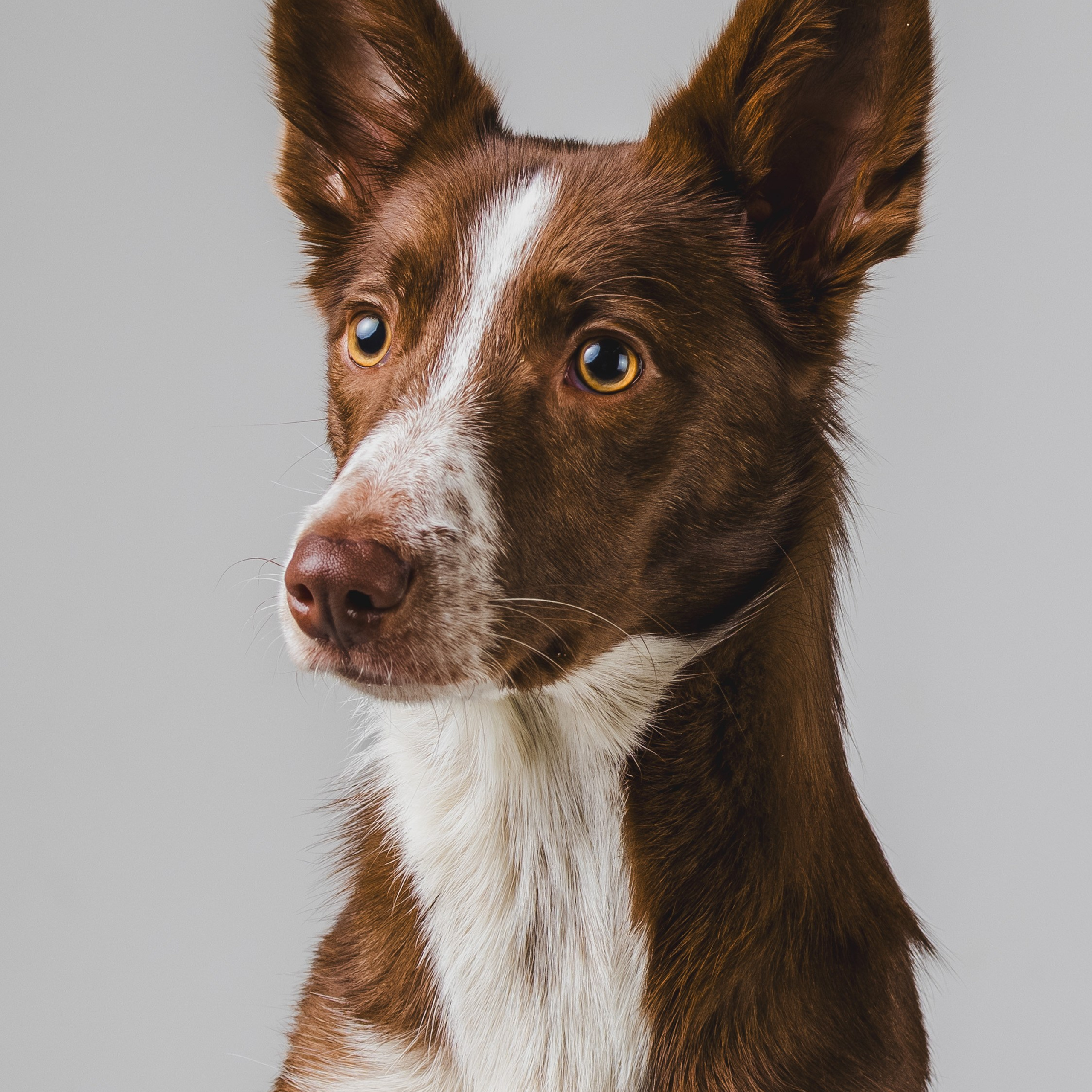 Воркшоп по импульсному свету