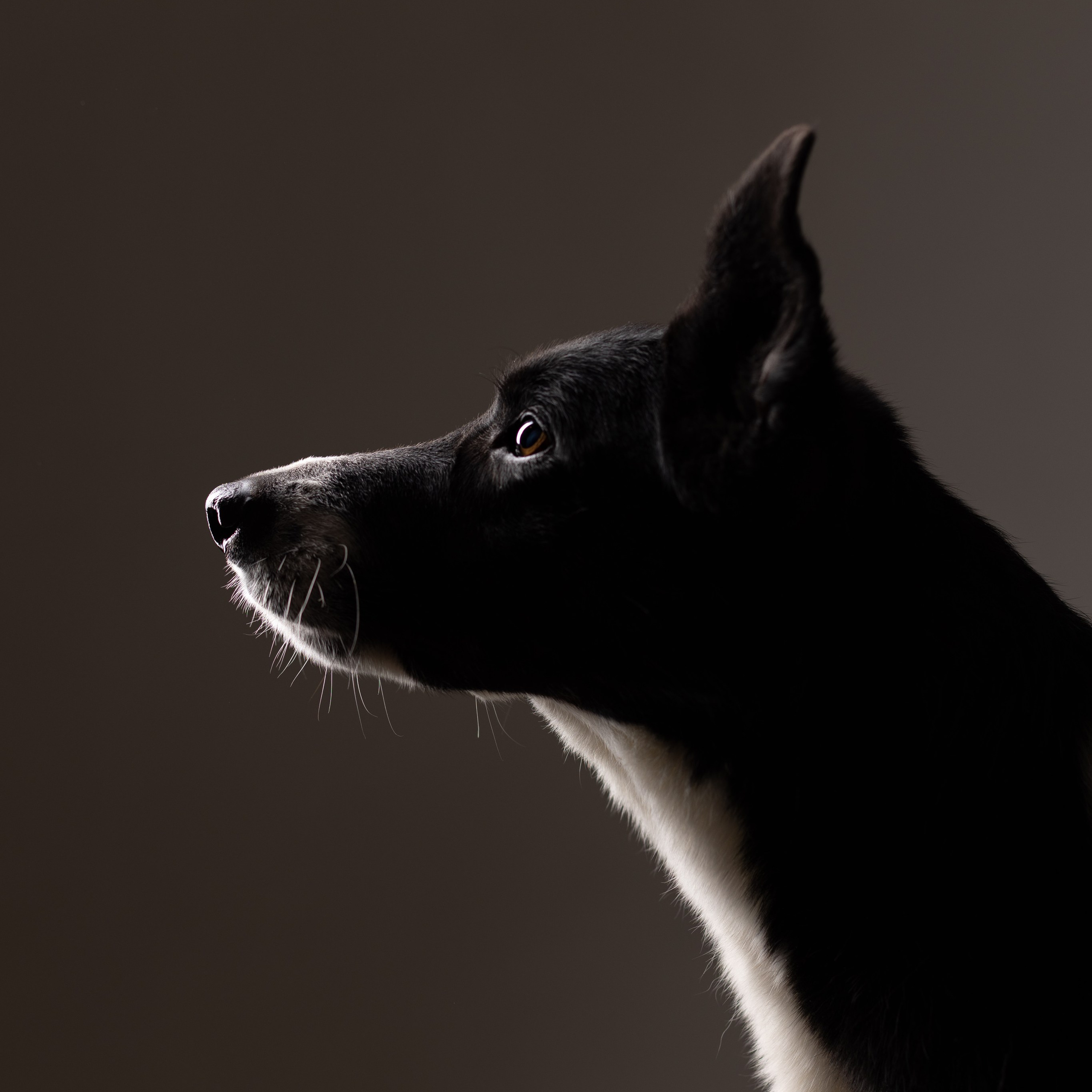 Воркшоп по импульсному свету