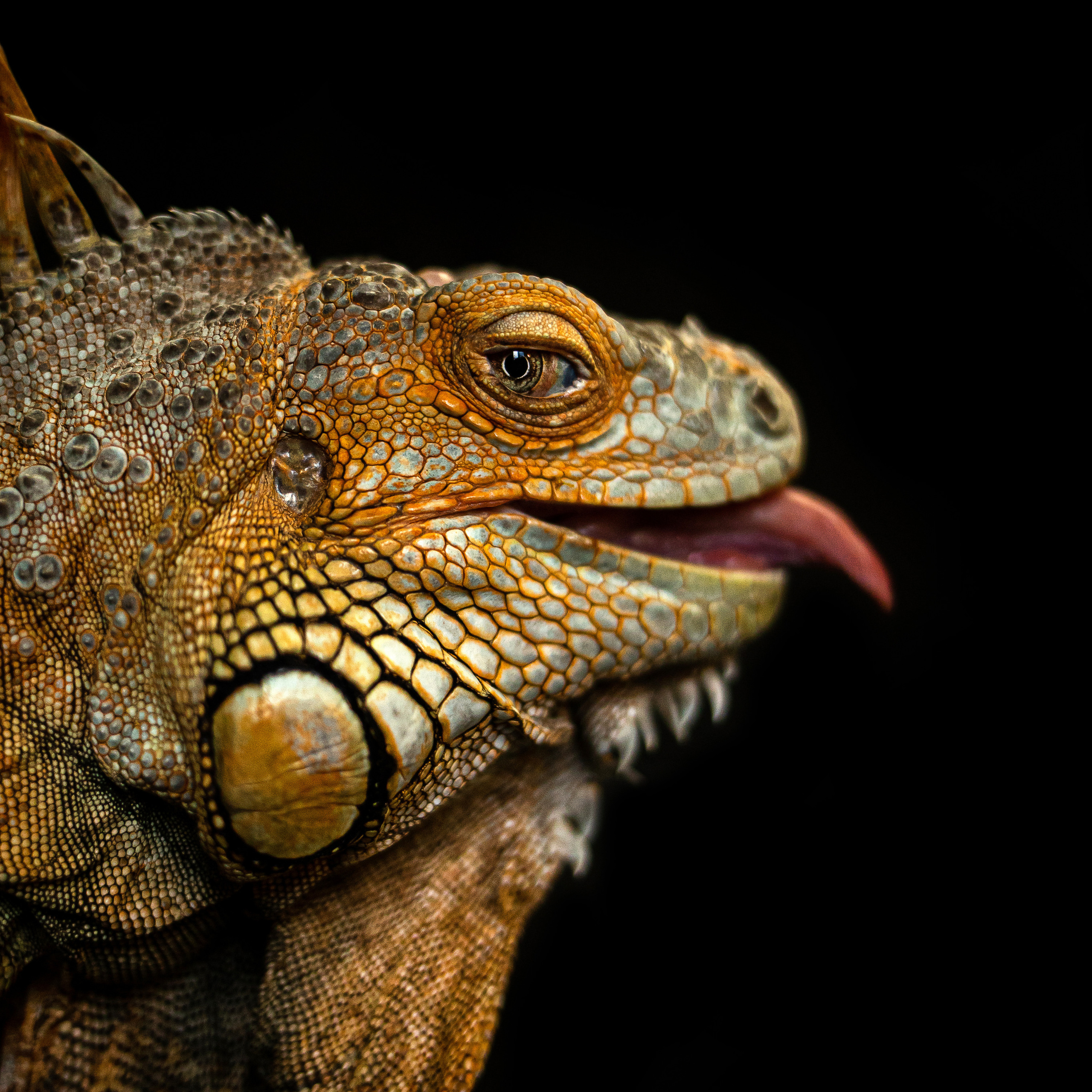 Отзывы о работе фотографа-анималиста или зоофотографа, Москва