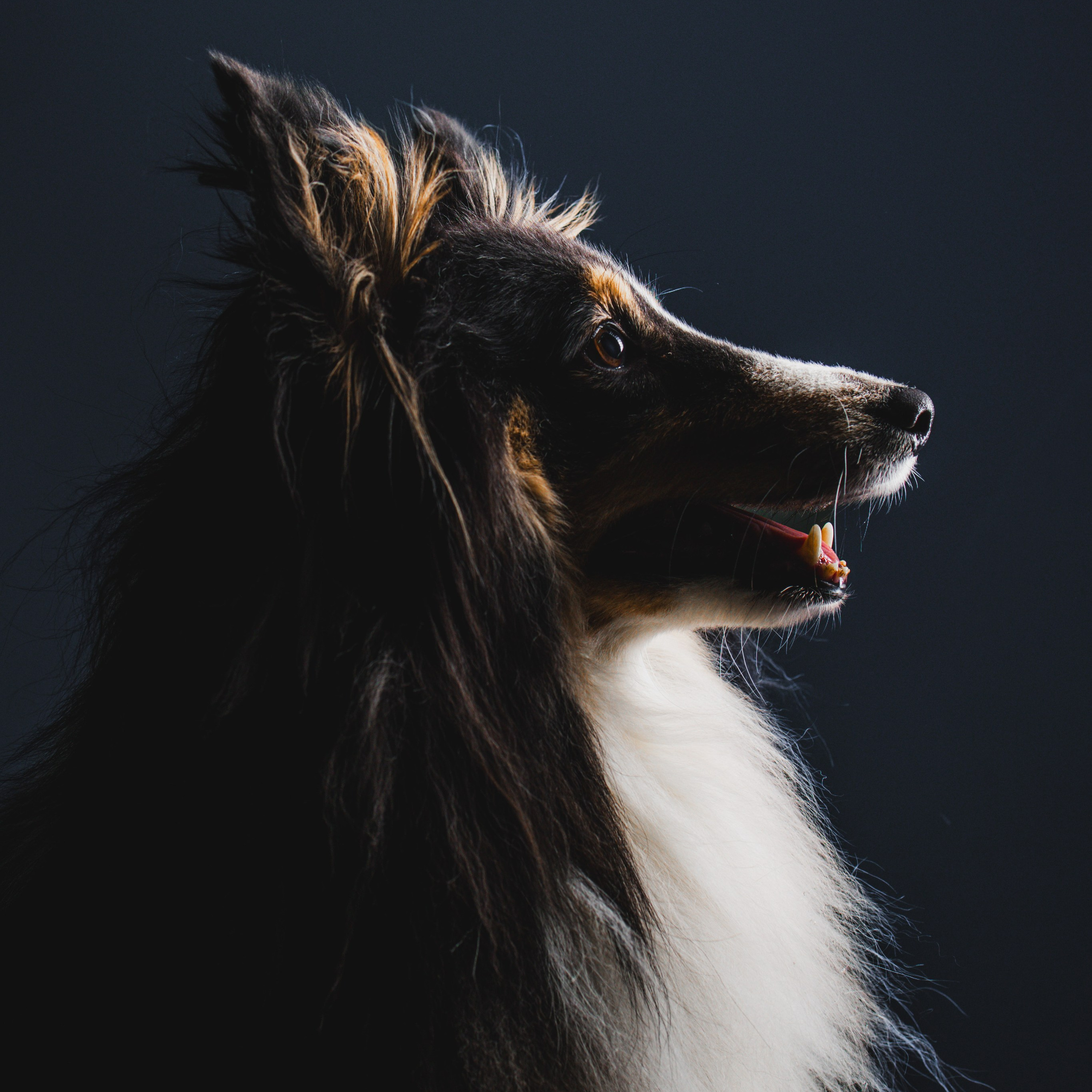 Воркшоп по импульсному свету