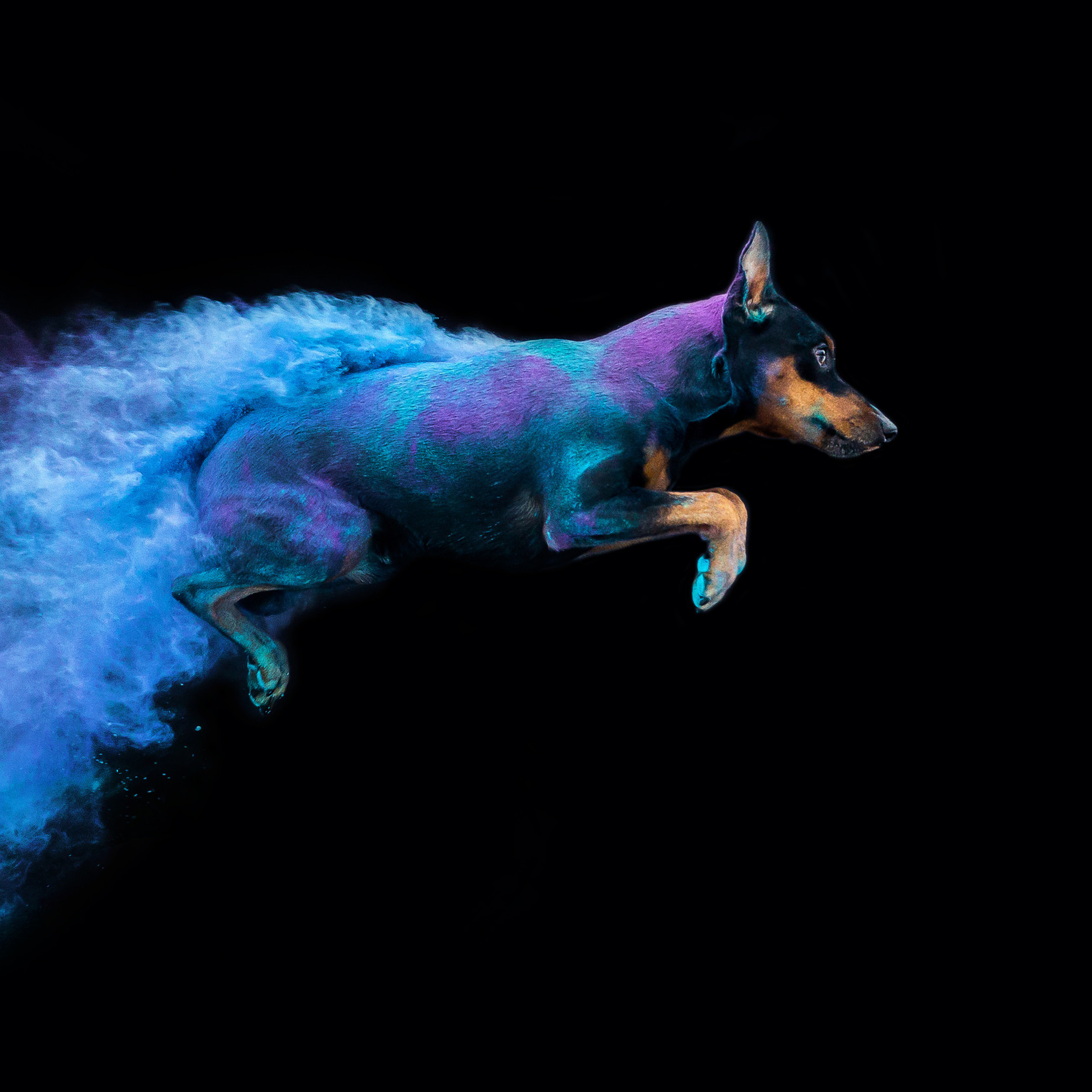 Отзывы о работе фотографа-анималиста или зоофотографа, Москва