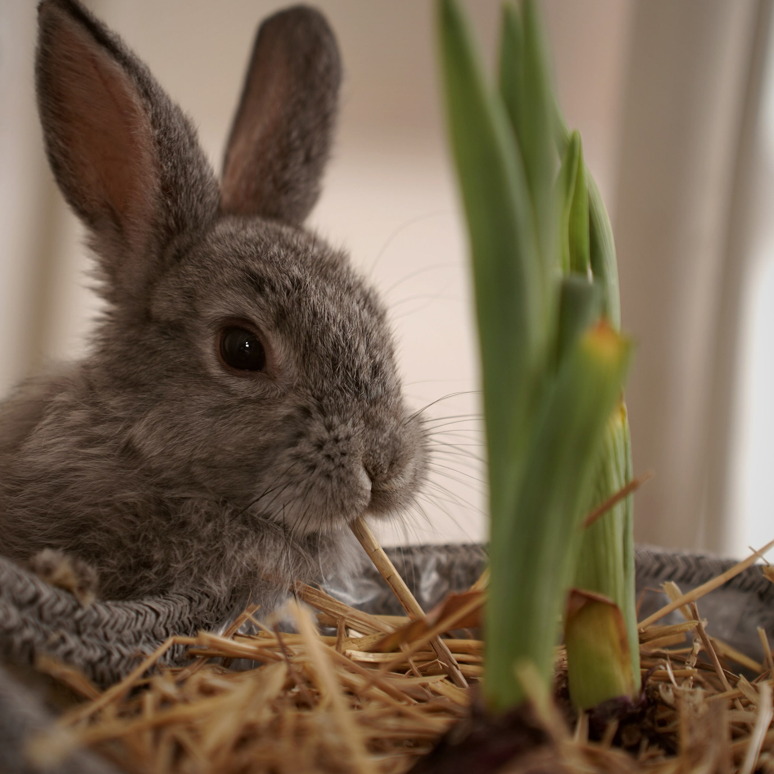 Дети и&nbsp;кролики