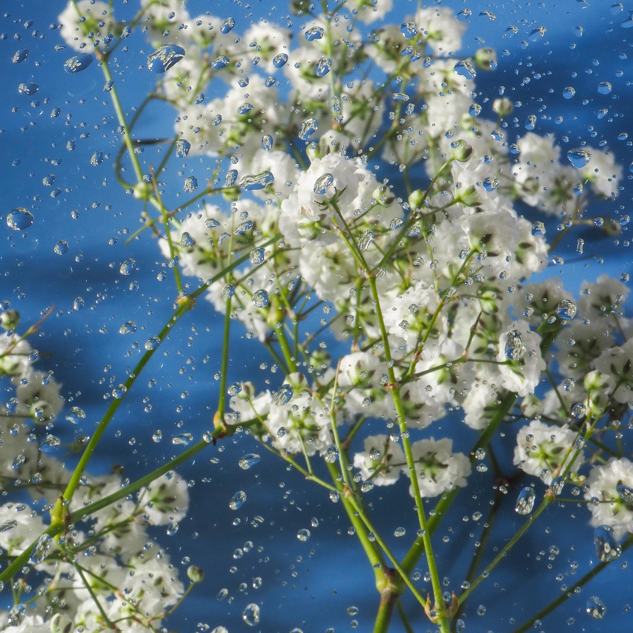 Цветы под дождем