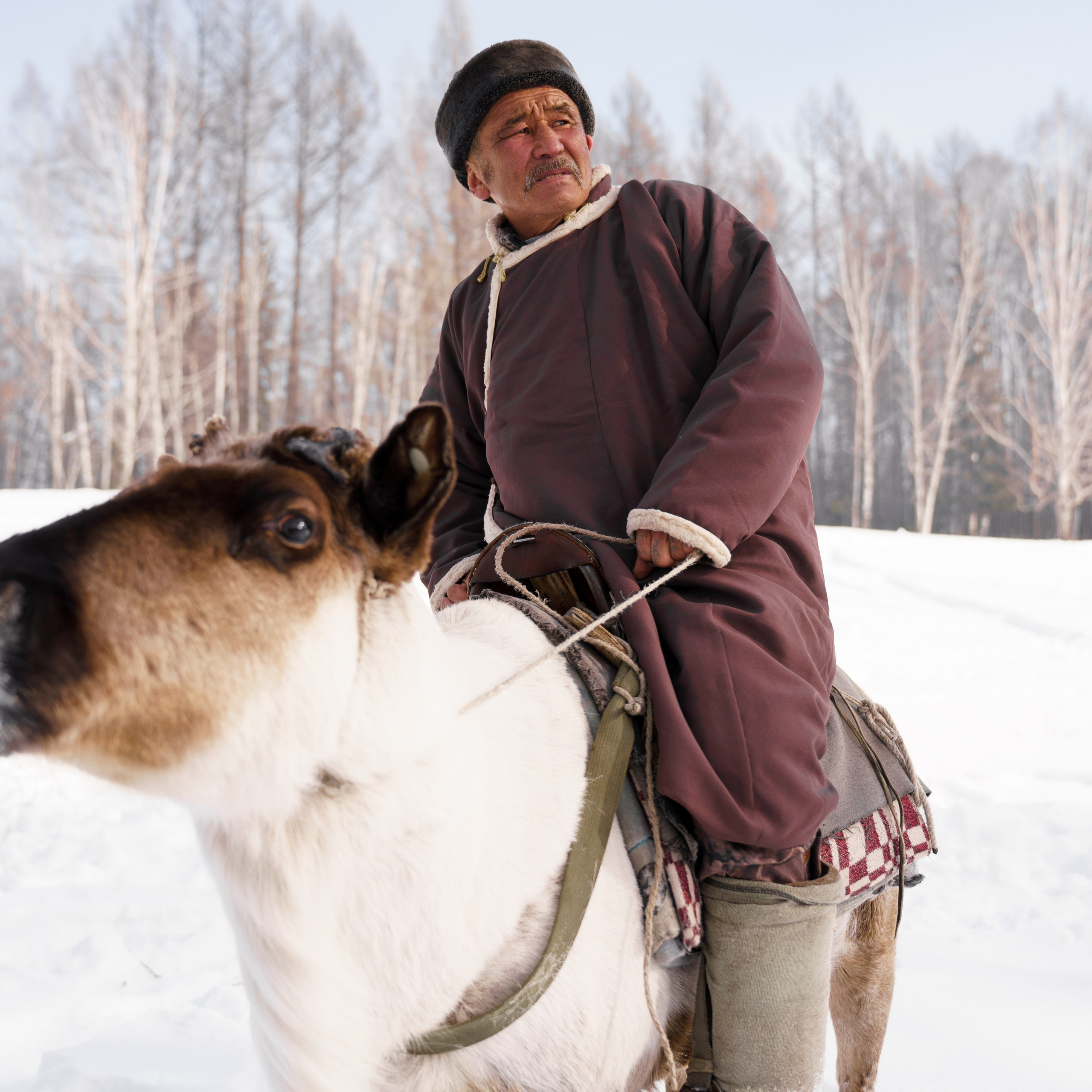 В олене жизнь