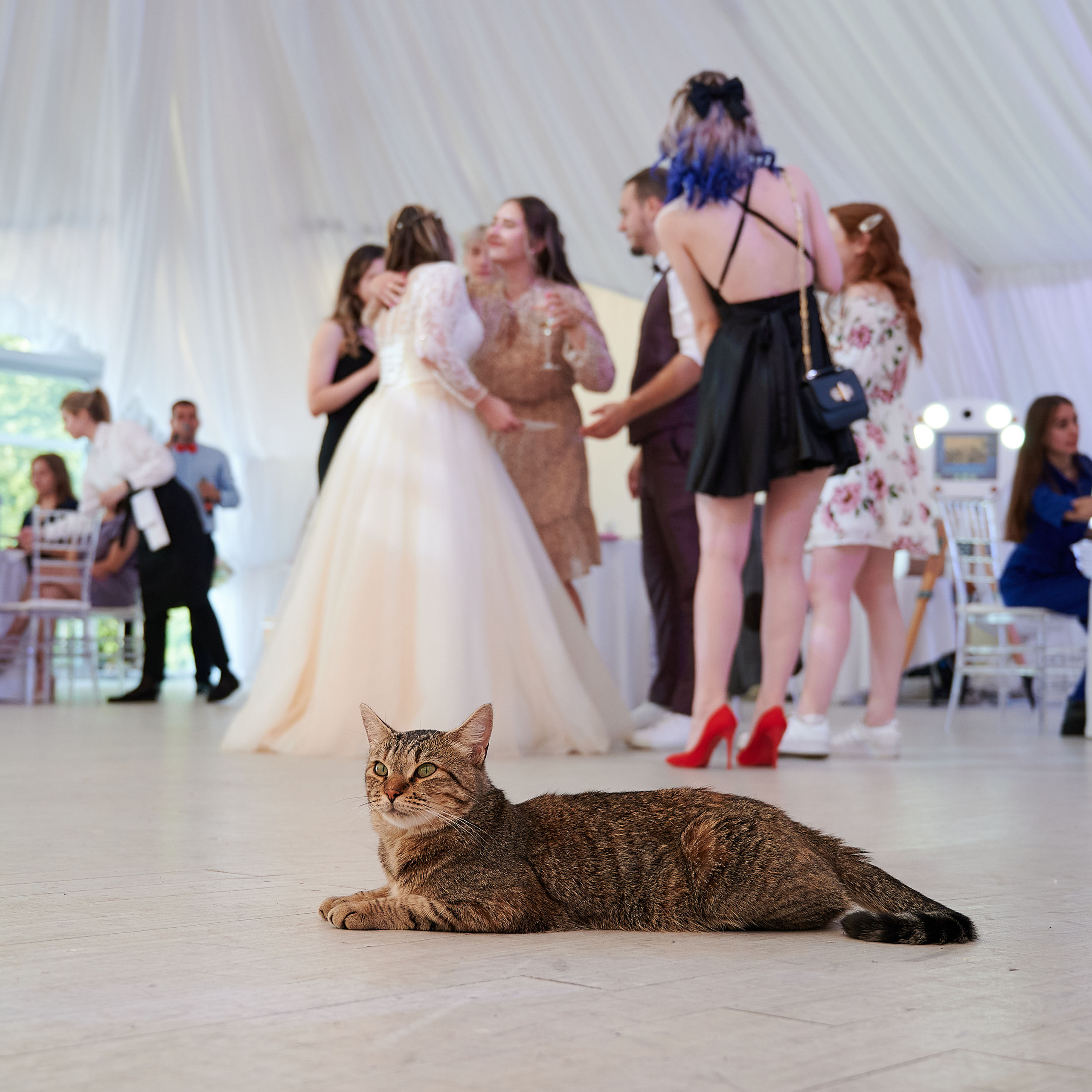 Свадебный банкет в Летнем шатре на берегу Финского залива